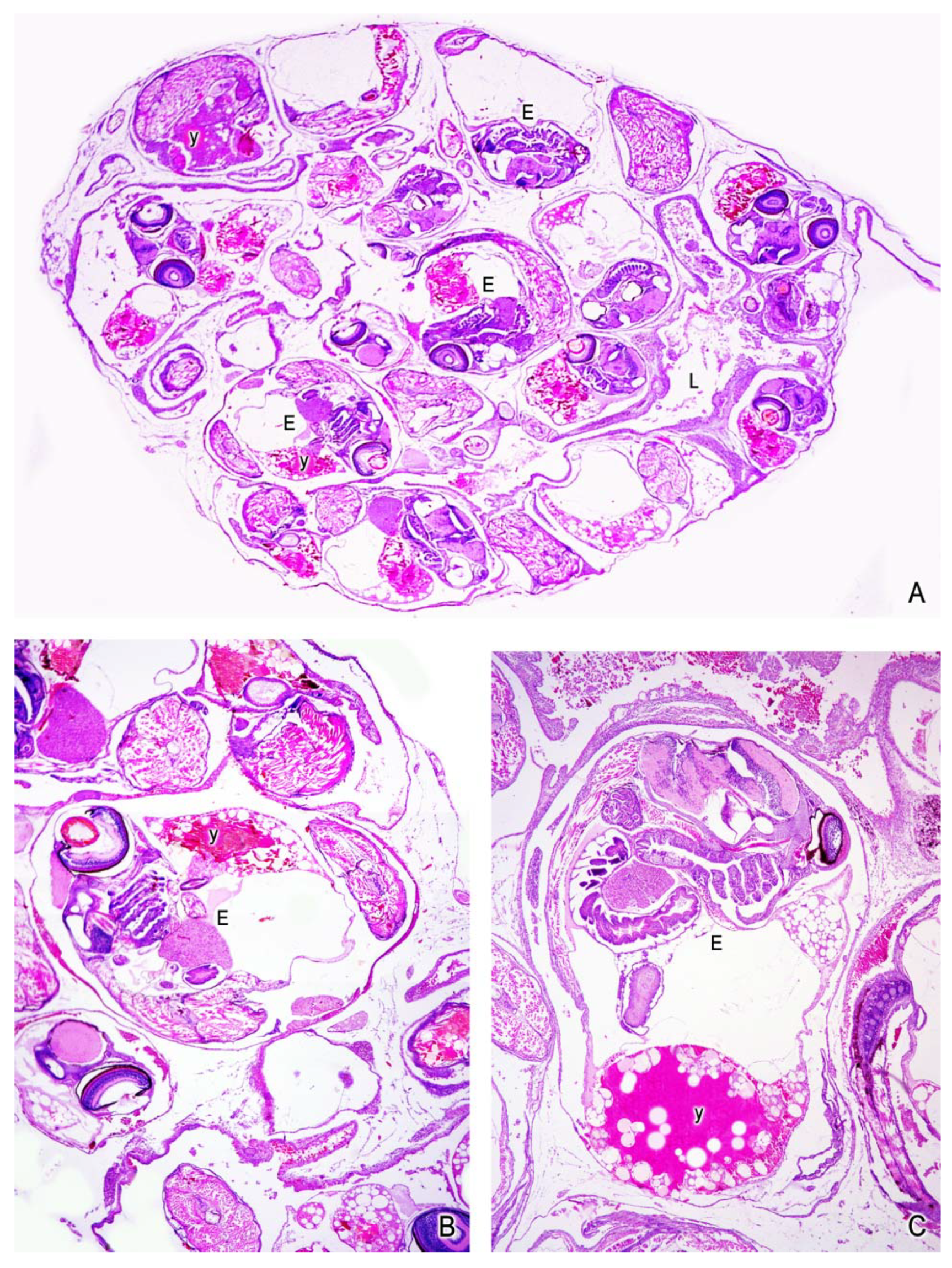 Fishes 04 00035 g007