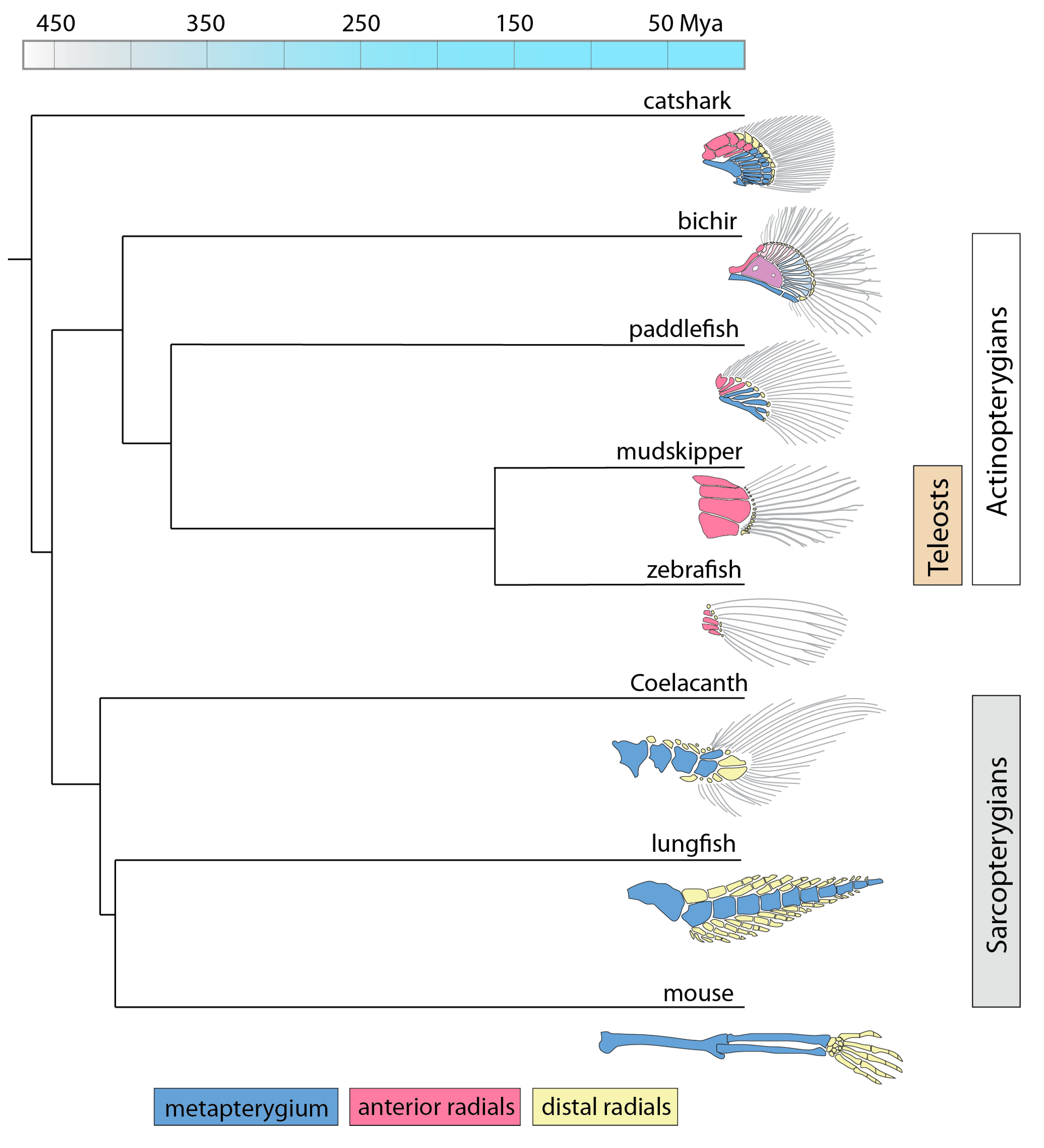 Fishes 04 00051 g001 Fishes 04 00051 g001