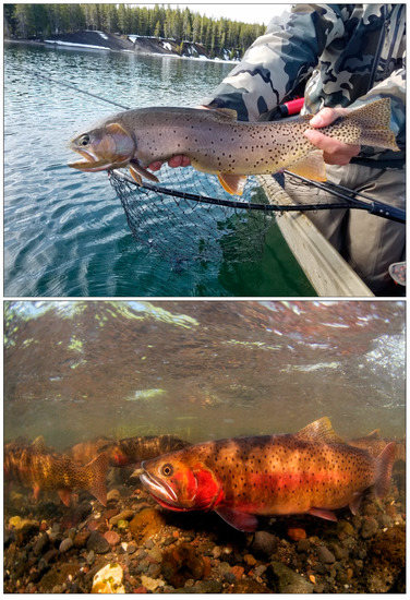 Fishes 05 00018 g0a2