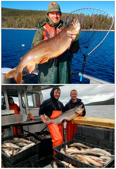 Fishes 05 00018 g0a3