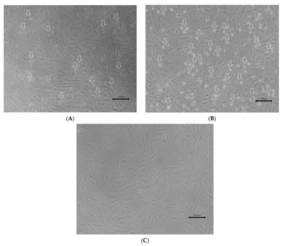 Fishes 06 00082 g0a1 550