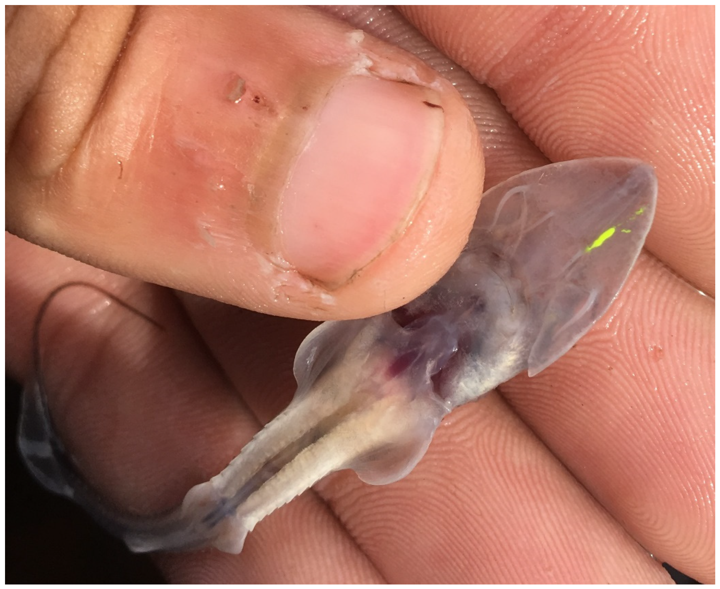 Fishes 07 00050 g002