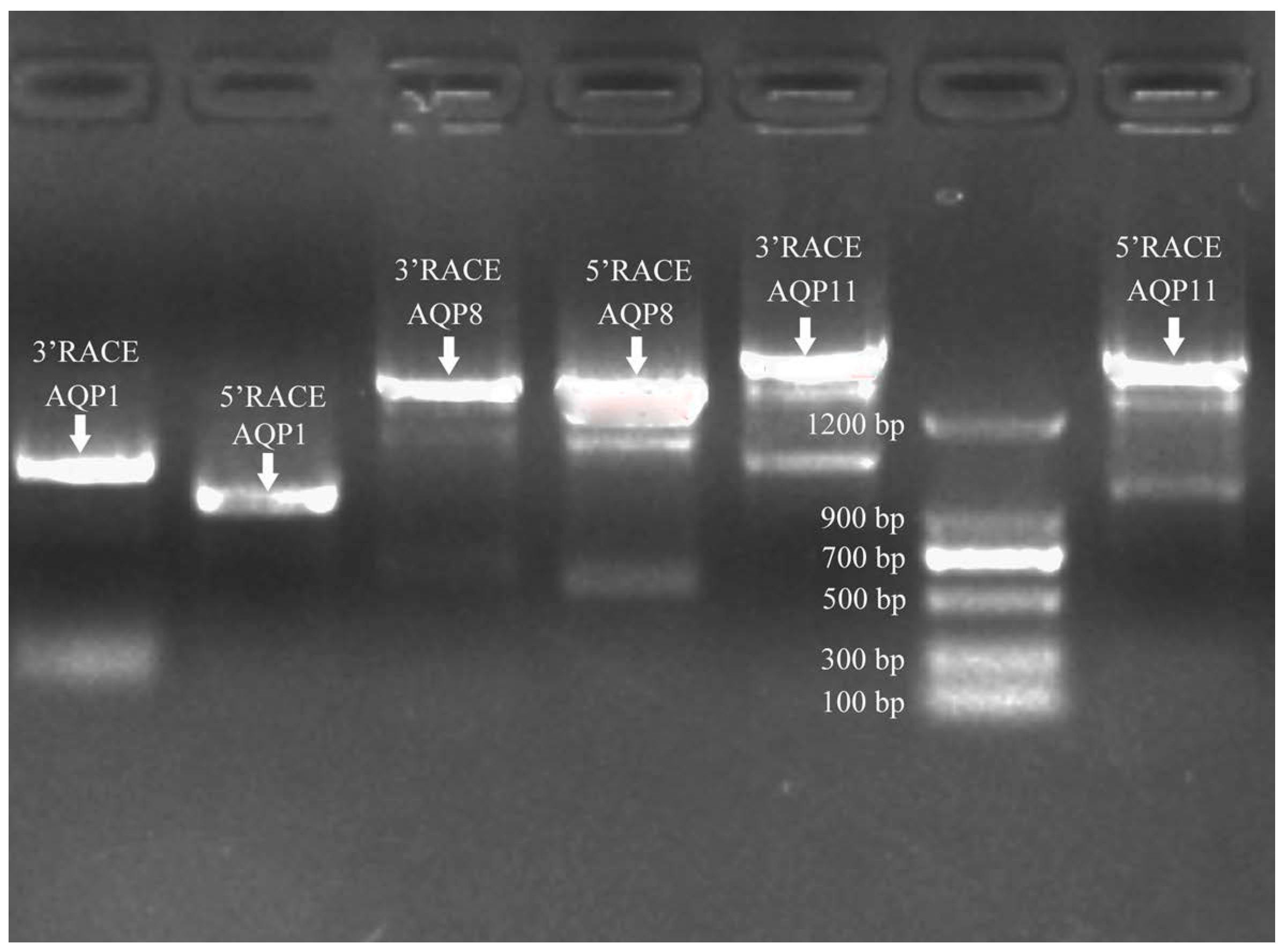 Fishes 07 00069 g001 Fishes 07 00069 g001