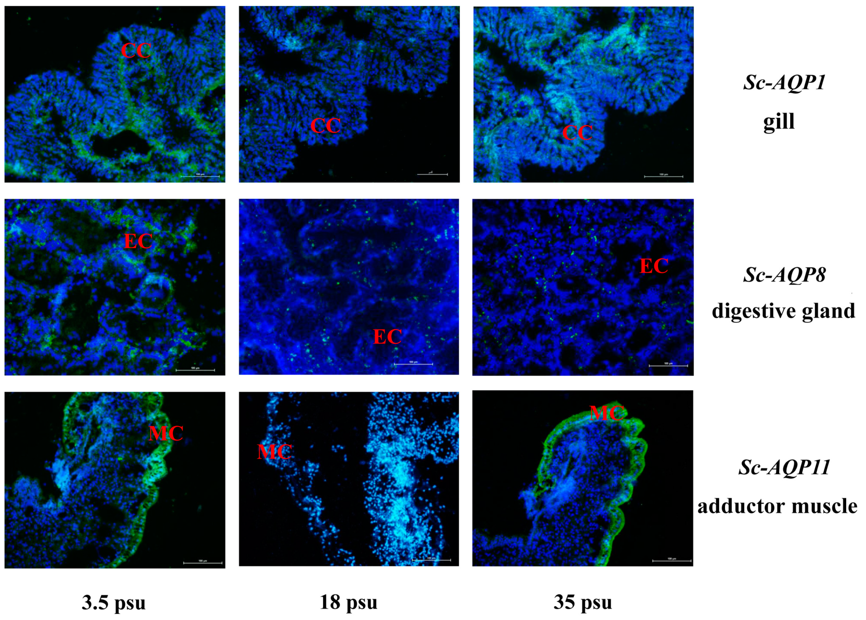 Fishes 07 00069 g009 Fishes 07 00069 g009