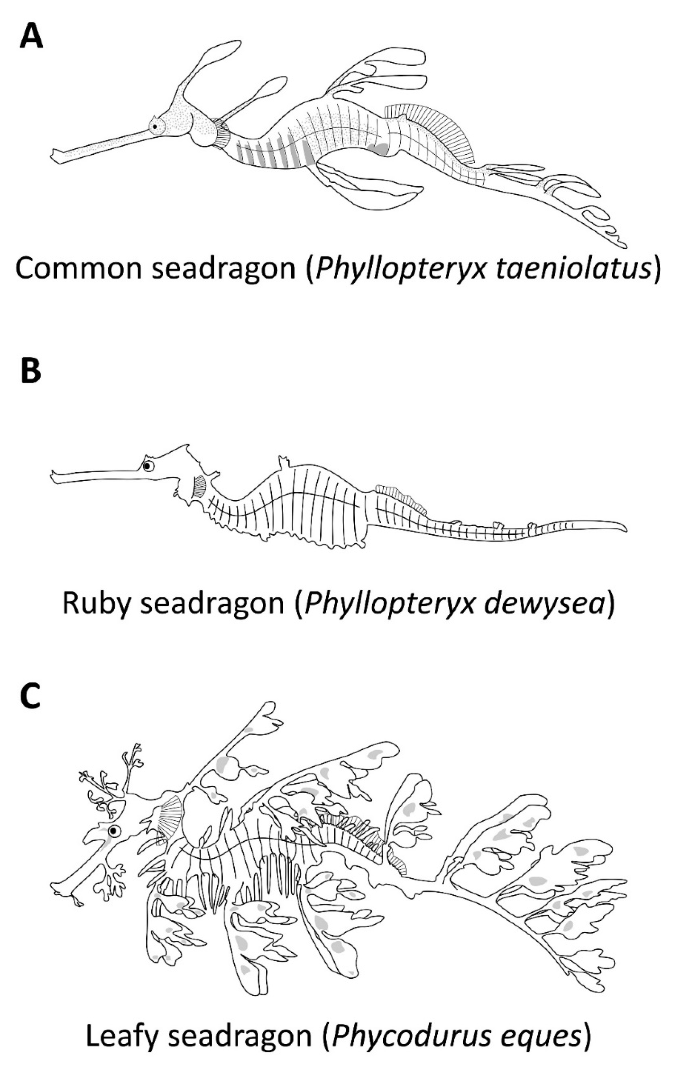 Fishes 07 00077 g001