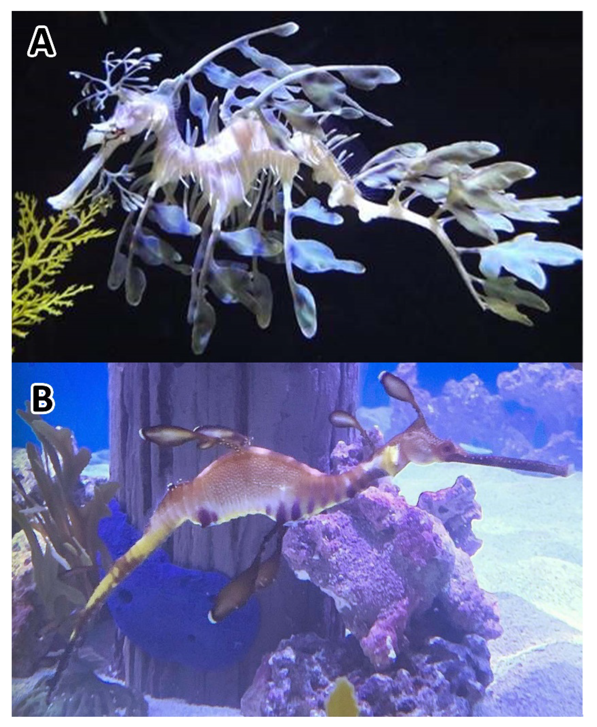 Fishes 07 00077 g005