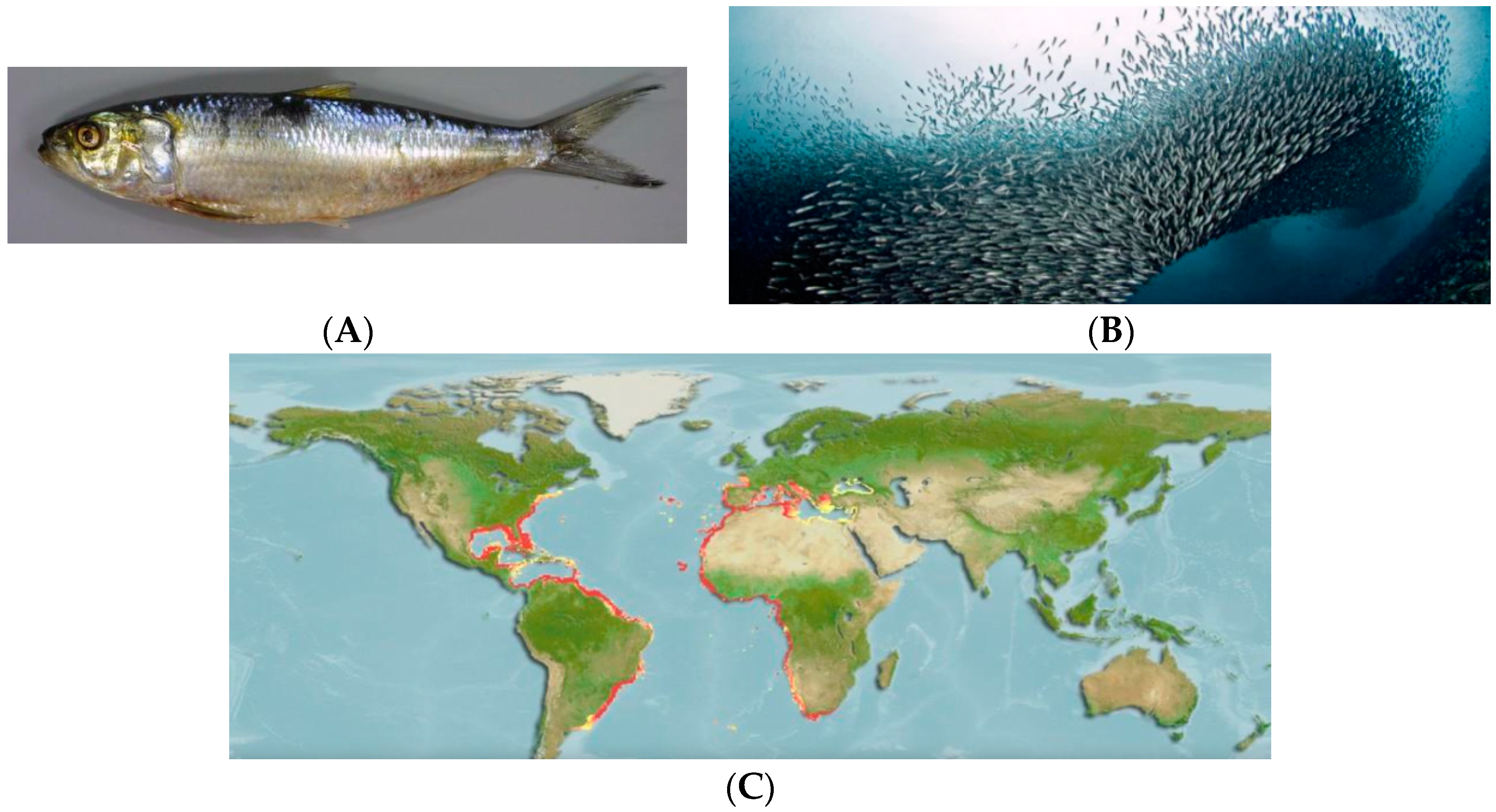 Fishes 07 00097 g001