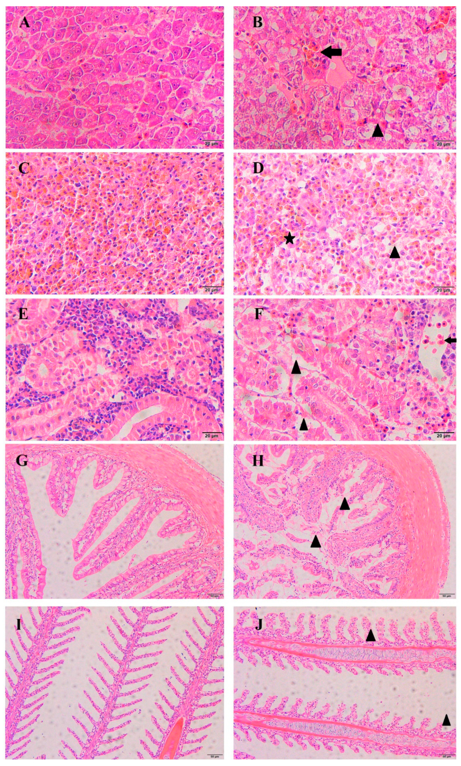 Fishes 07 00119 g005