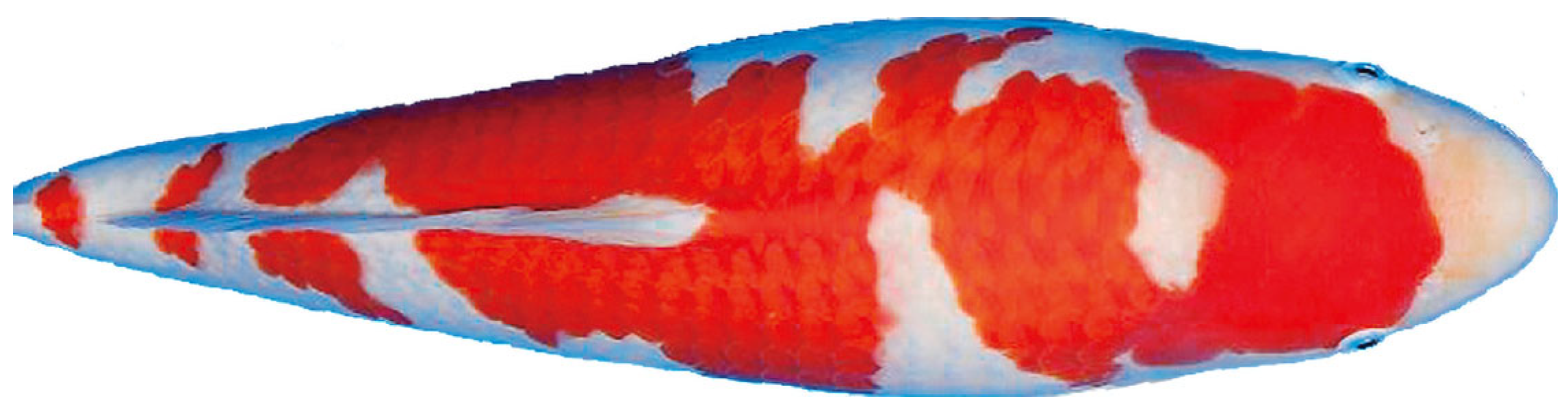 Fishes 07 00158 g001