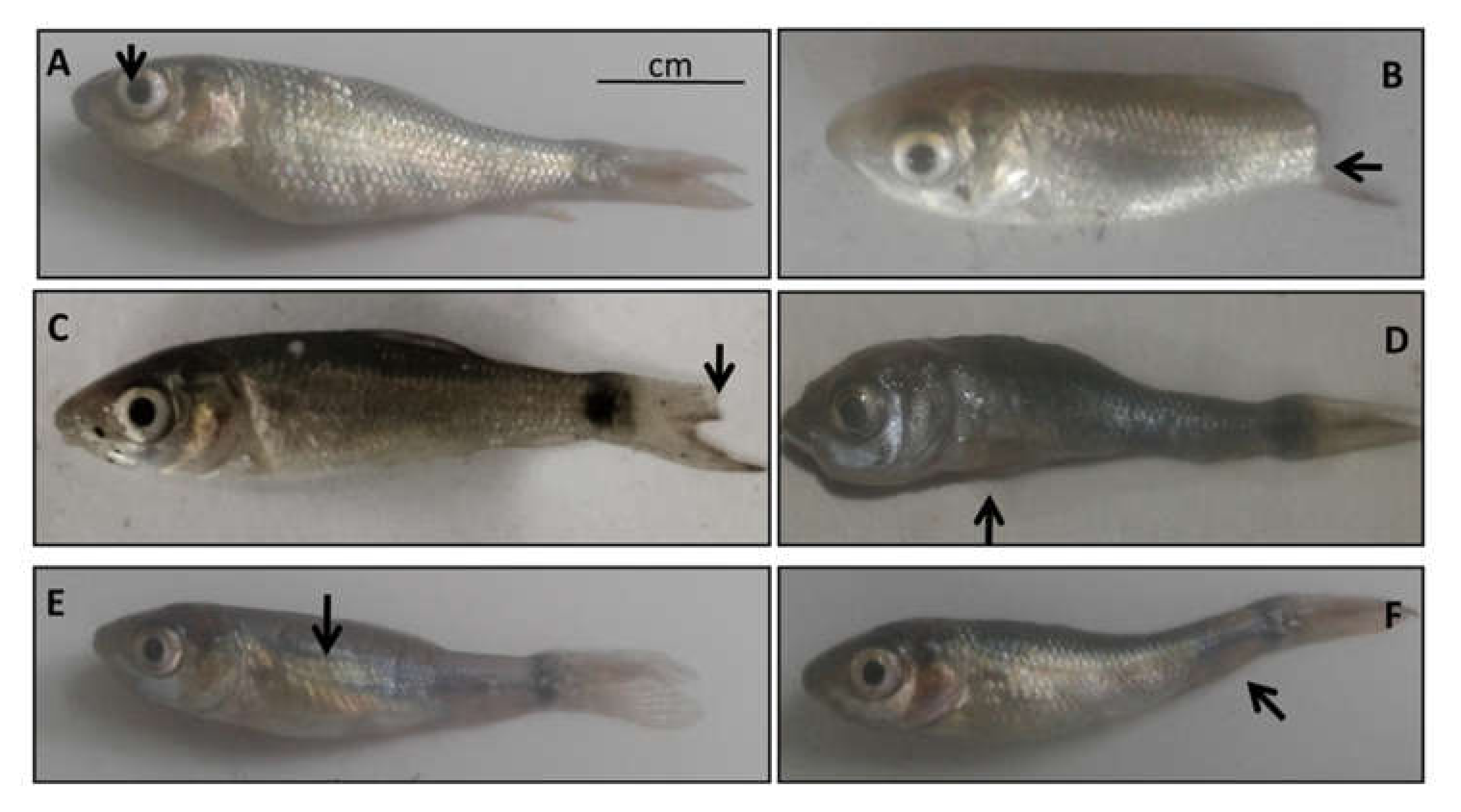 Fishes 07 00217 g004 Fishes 07 00217 g004