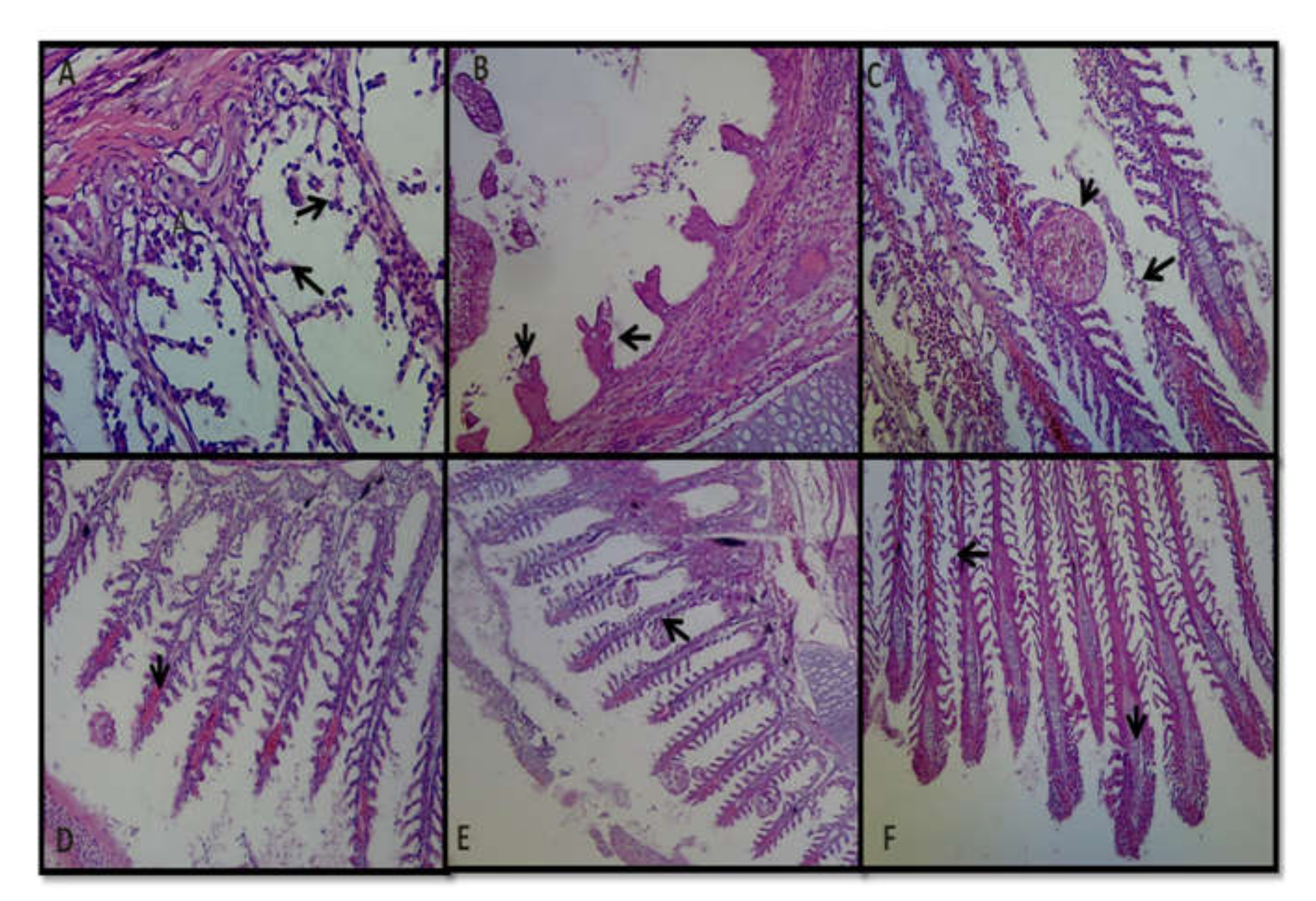 Fishes 07 00217 g007 Fishes 07 00217 g007