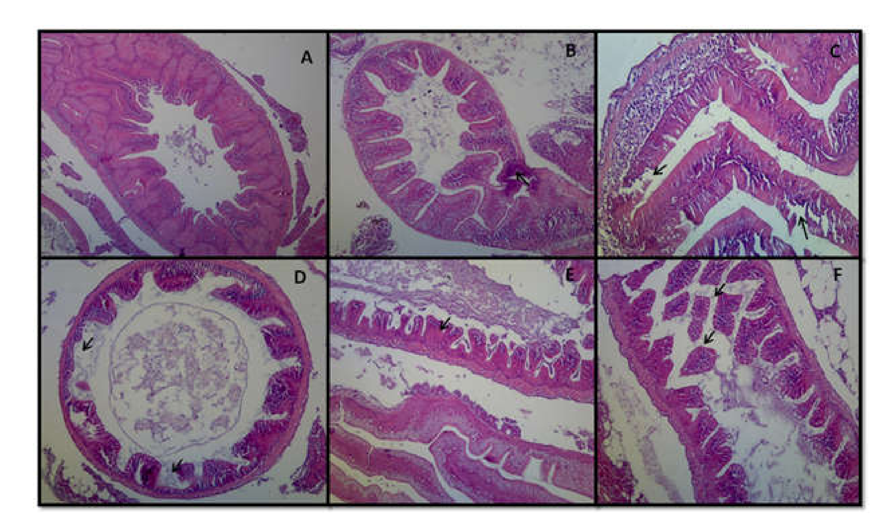 Fishes 07 00217 g008 Fishes 07 00217 g008