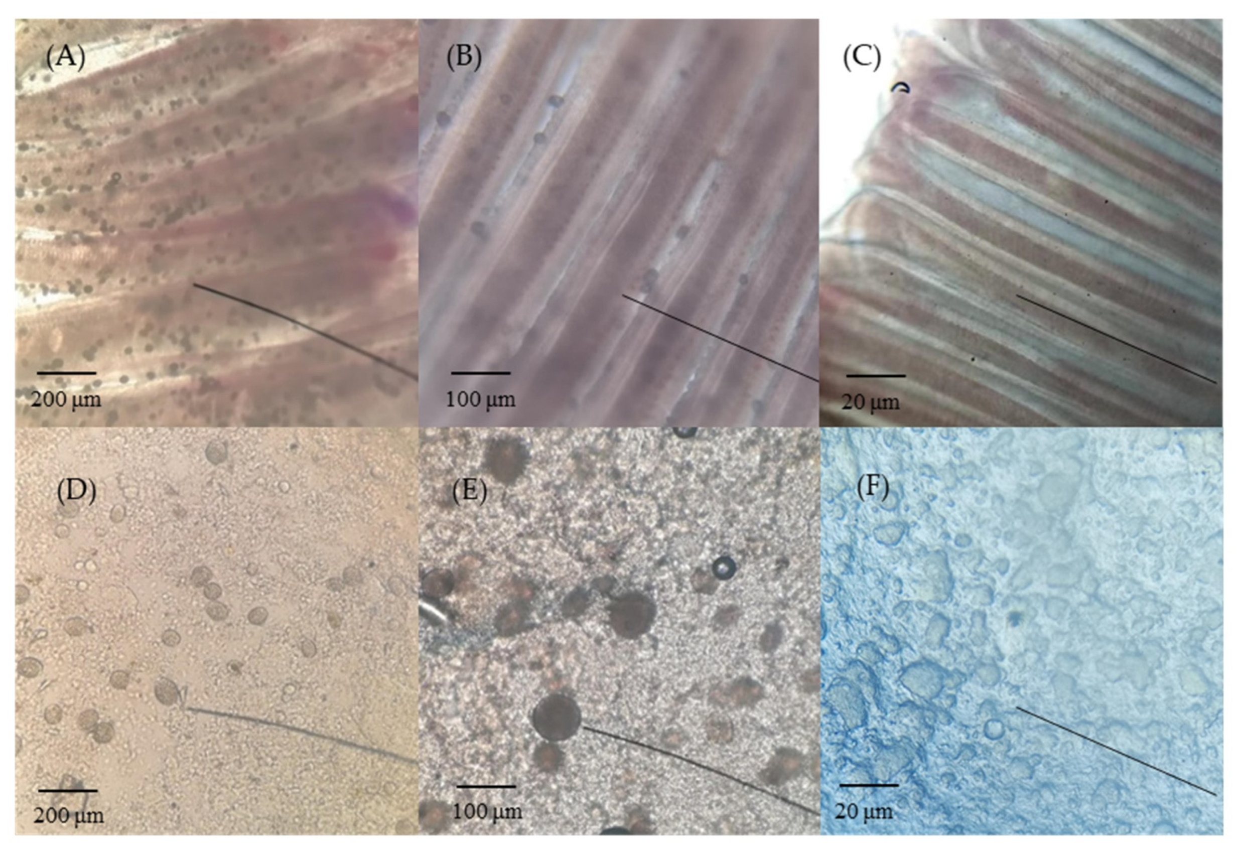 Fishes 07 00252 g001