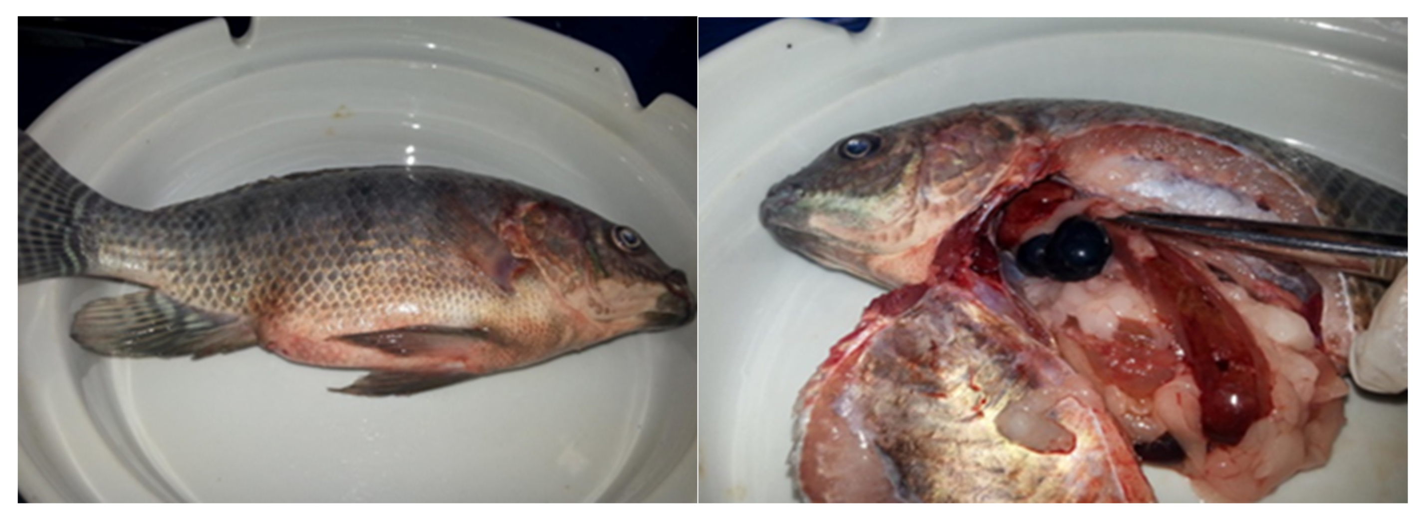 Fishes 07 00273 g005 Fishes 07 00273 g005