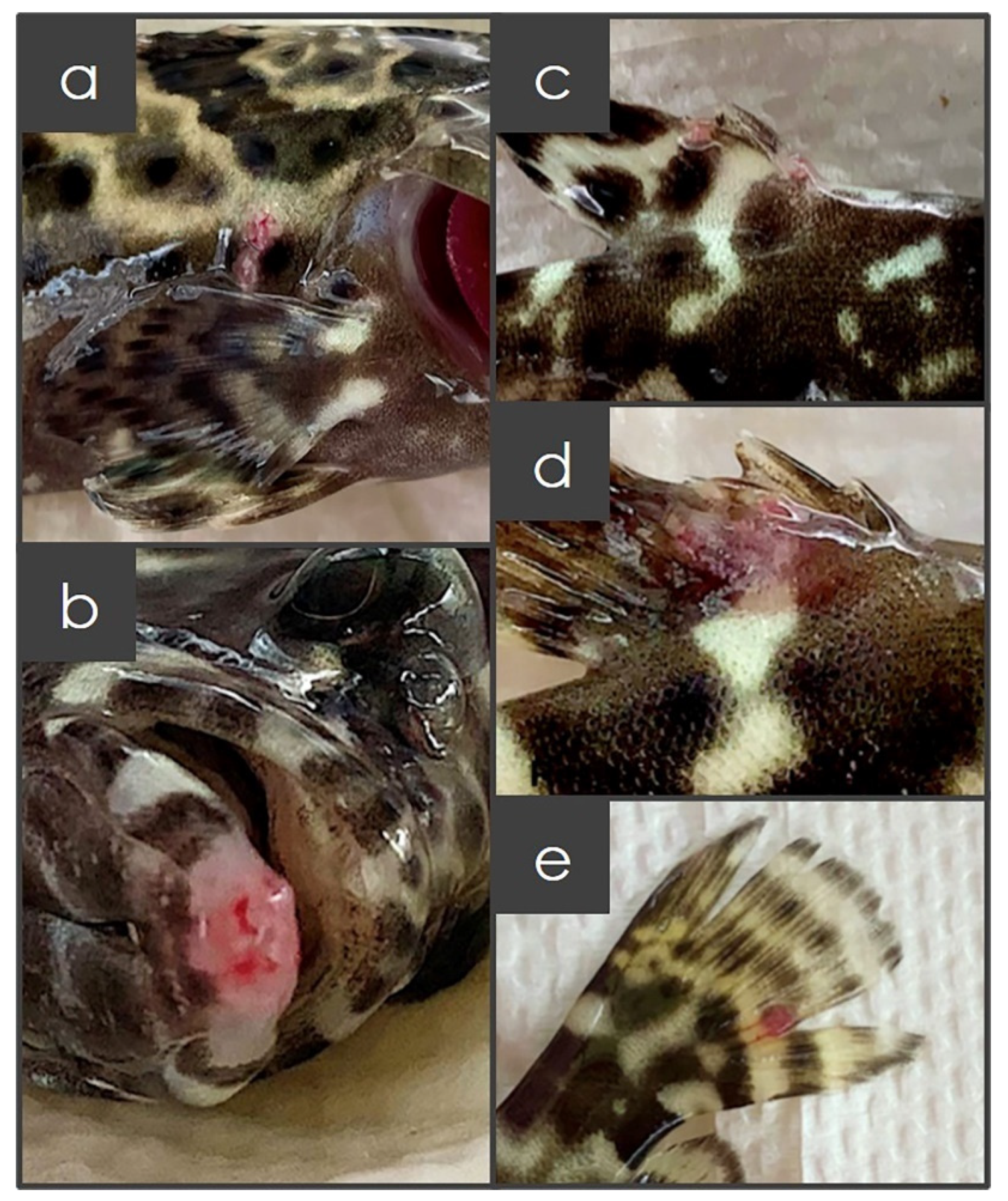 Fishes 07 00278 g001