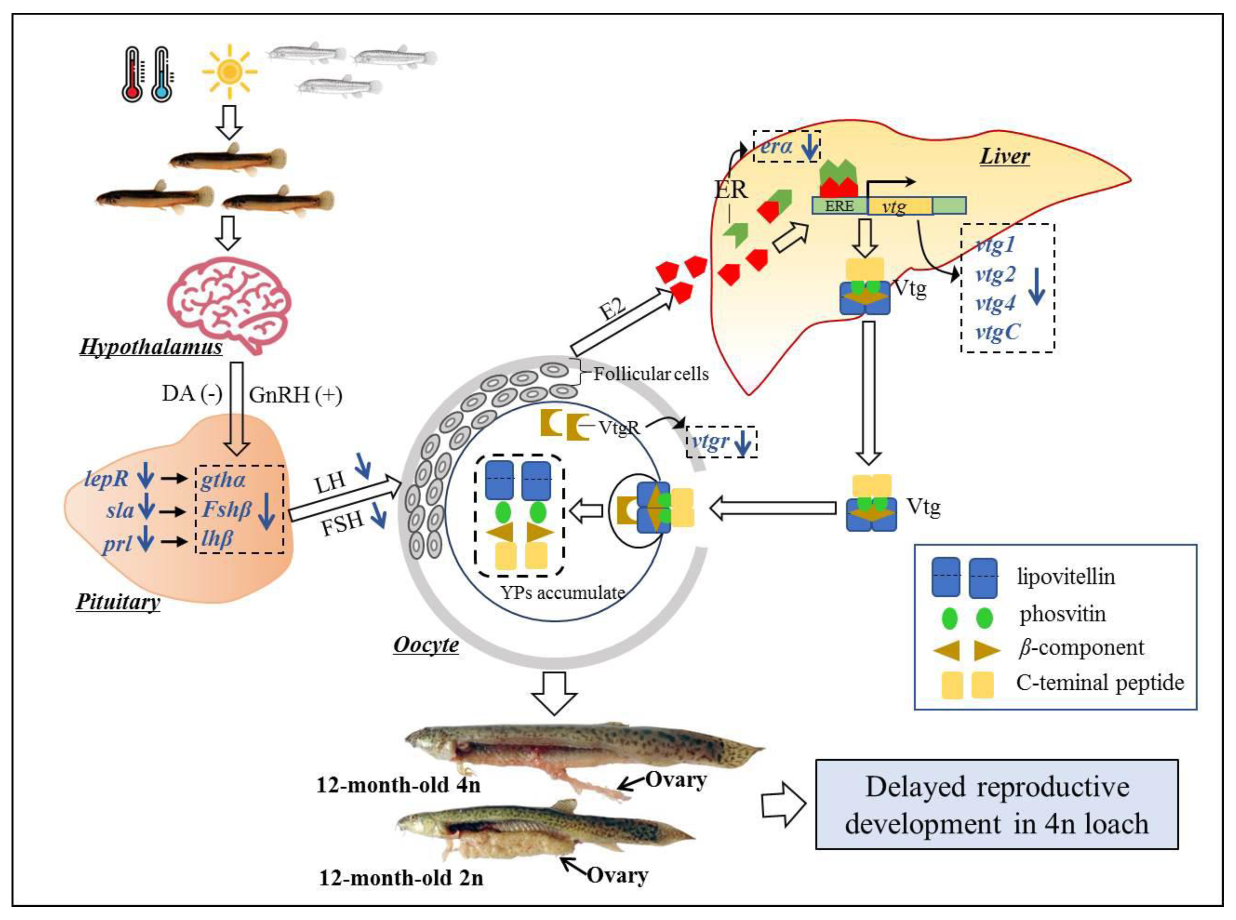 Fishes 07 00322 g003 Fishes 07 00322 g003