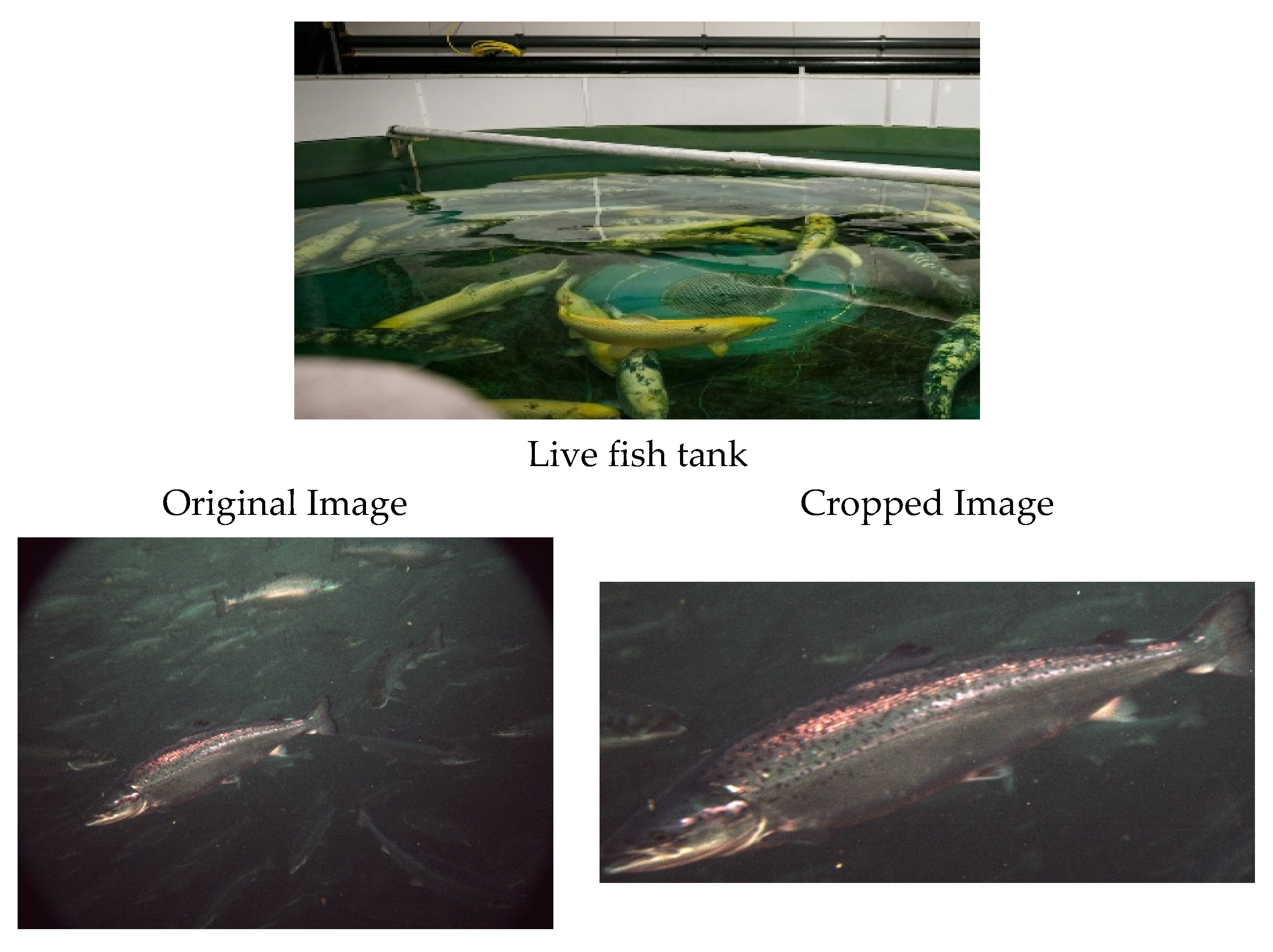 Fishes 07 00345 g001a