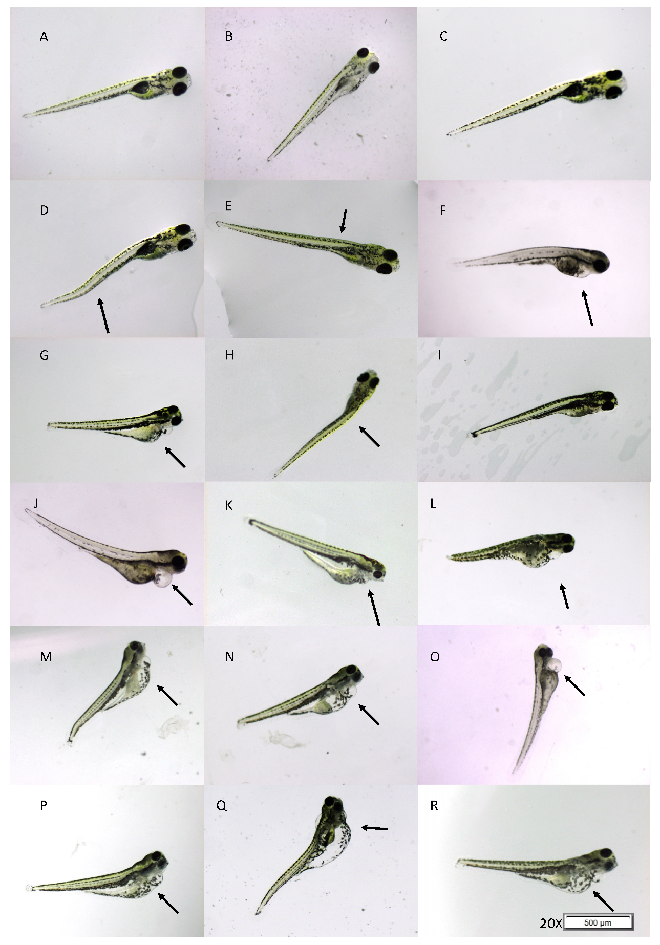 Fishes 07 00368 g001