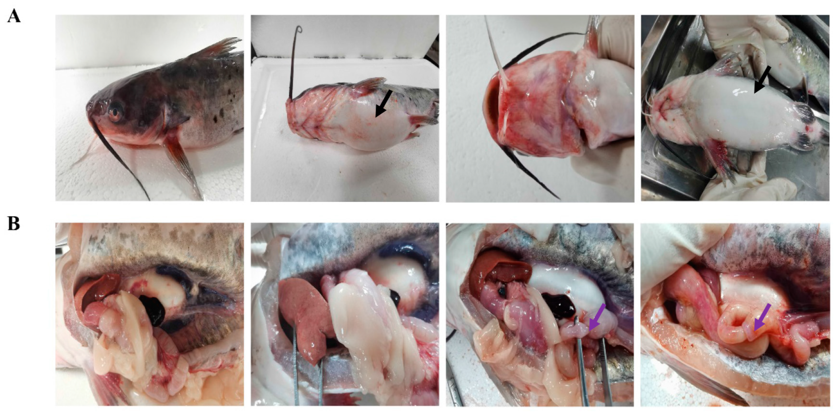 Fishes 07 00394 g001