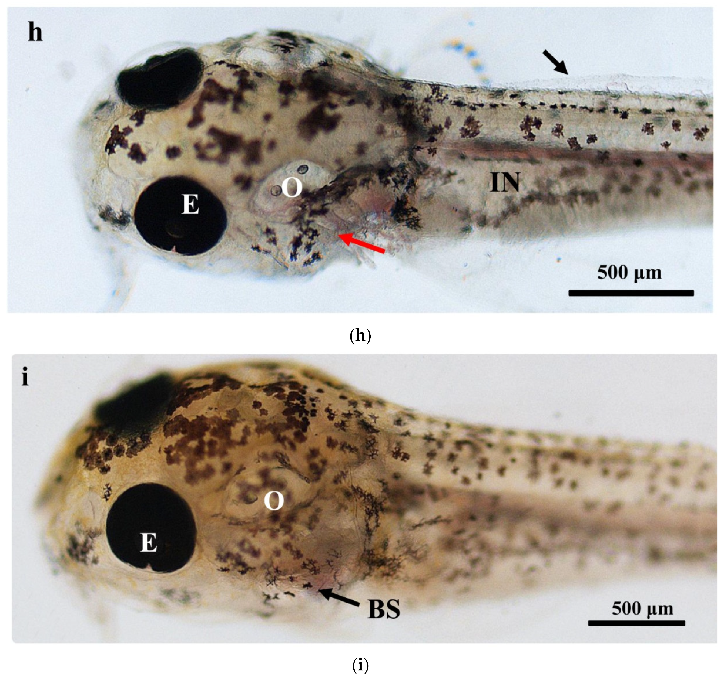 Fishes 08 00023 g002c Fishes 08 00023 g002c