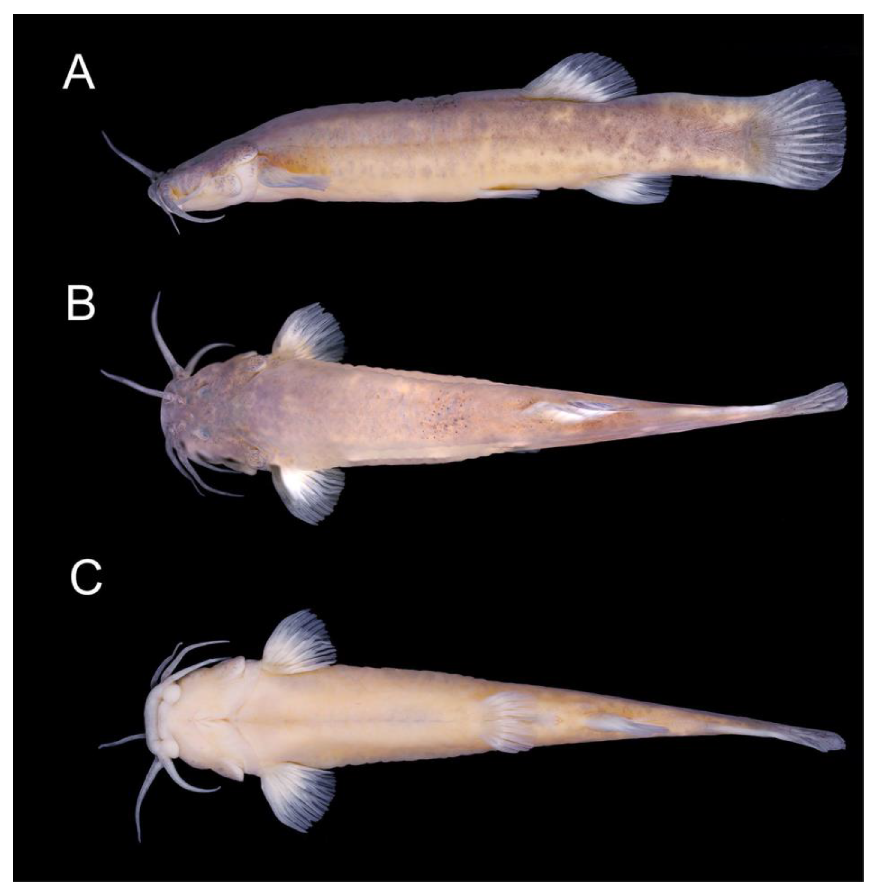 Fishes 08 00063 g006