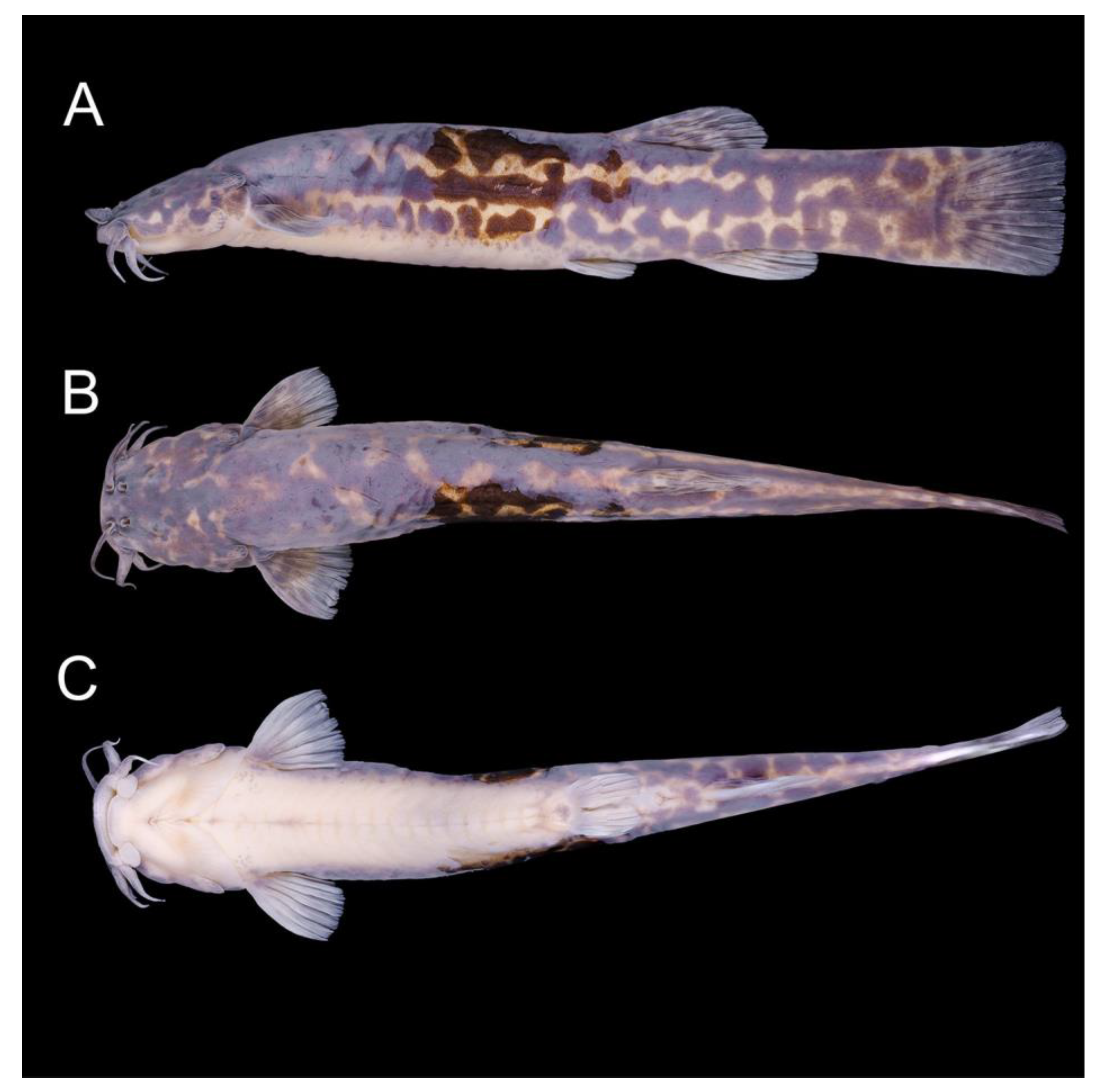 Fishes 08 00063 g011