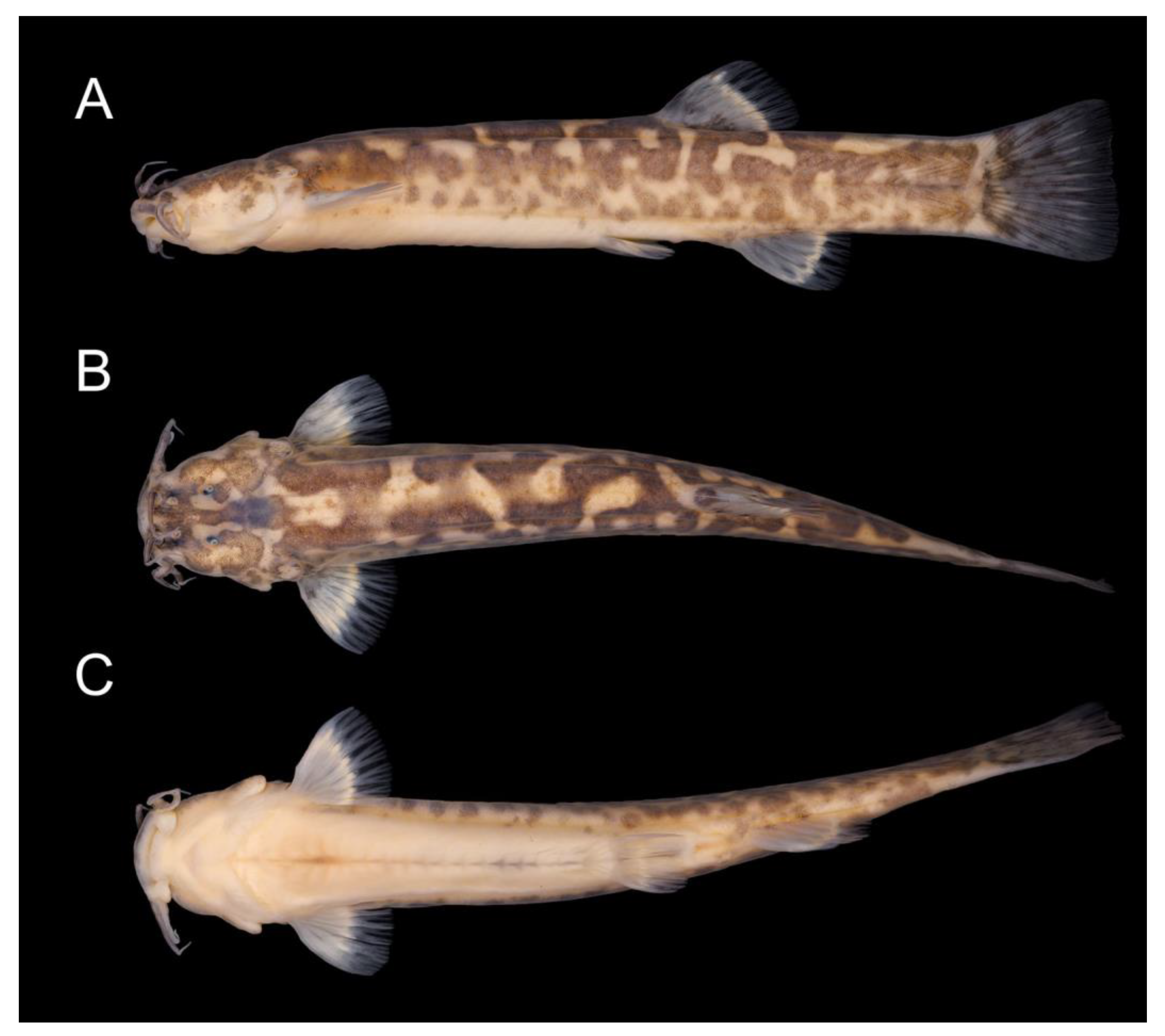 Fishes 08 00063 g012