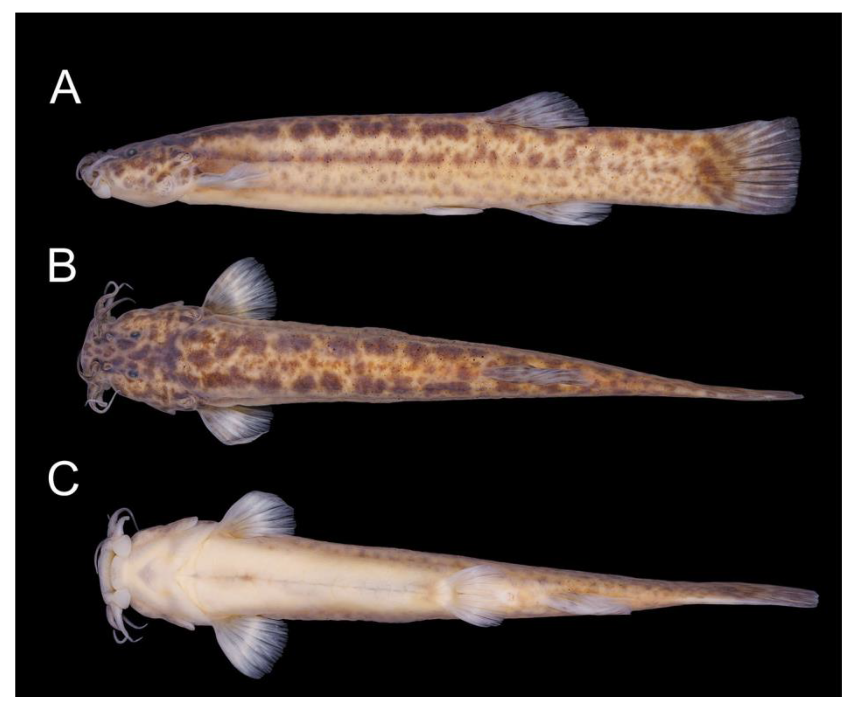 Fishes 08 00063 g014