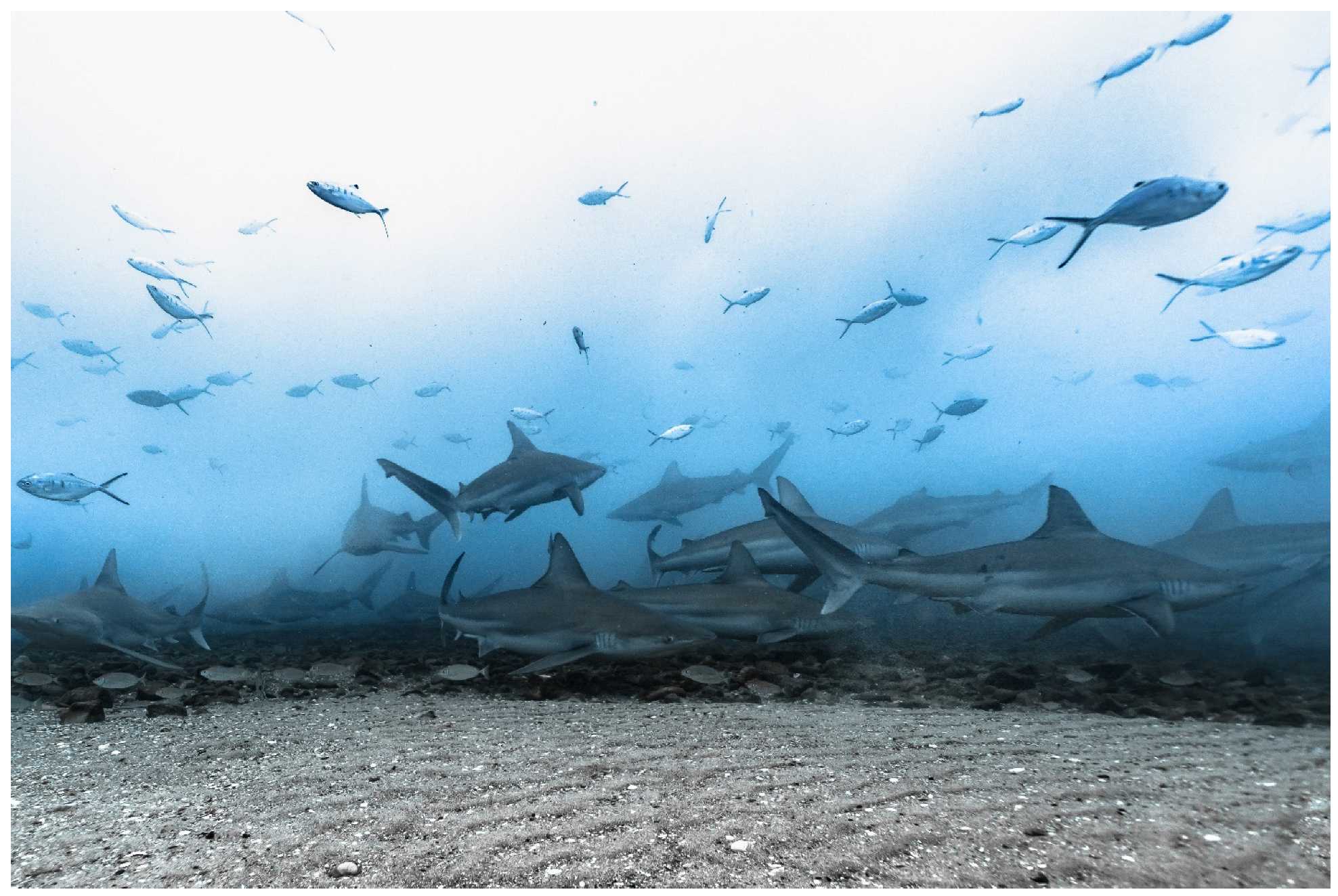 Fishes 08 00085 g003