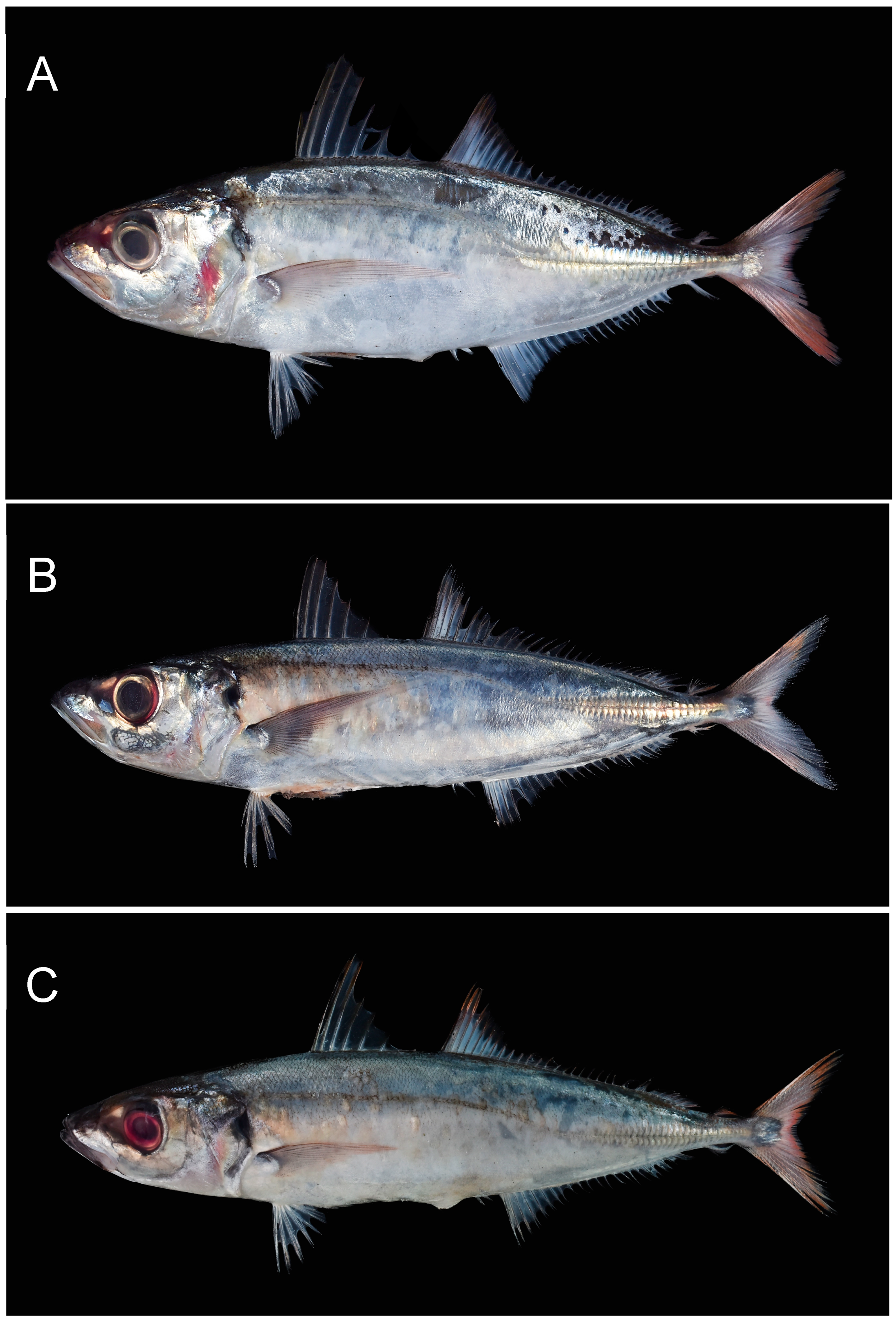 Fishes 08 00095 g001 Fishes 08 00095 g001