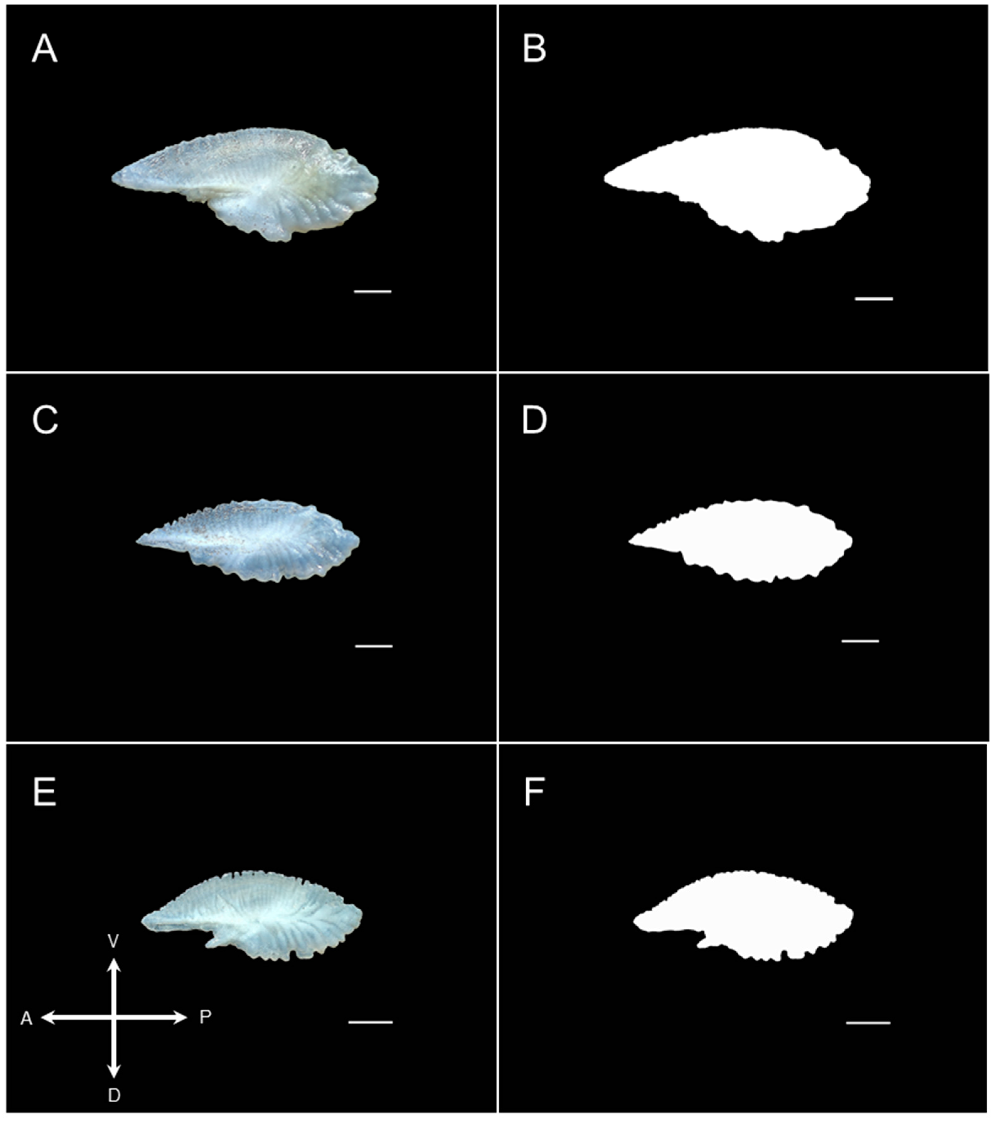 Fishes 08 00095 g003 Fishes 08 00095 g003