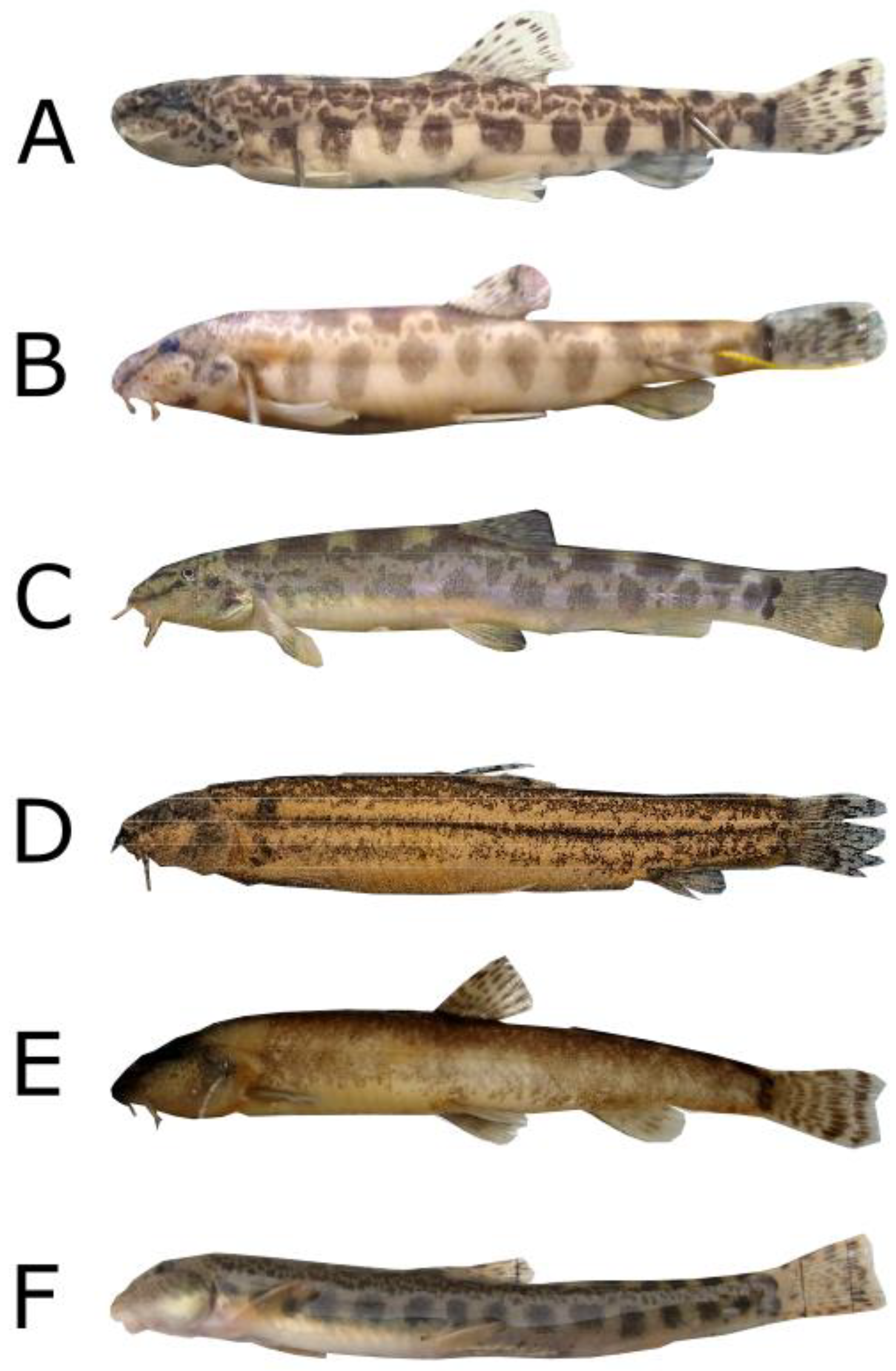 Fishes 08 00119 g006