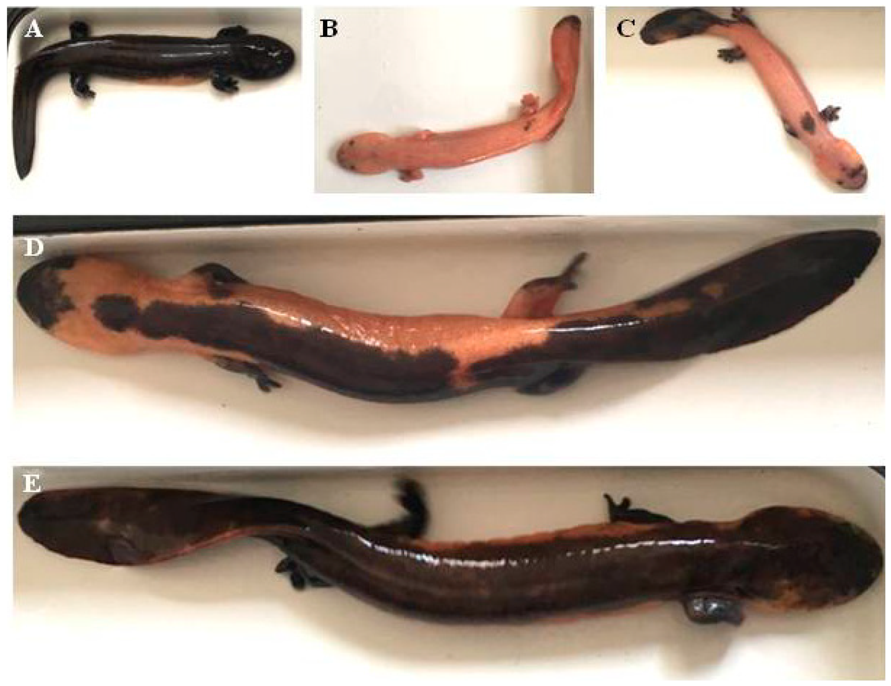 Fishes 08 00121 g001