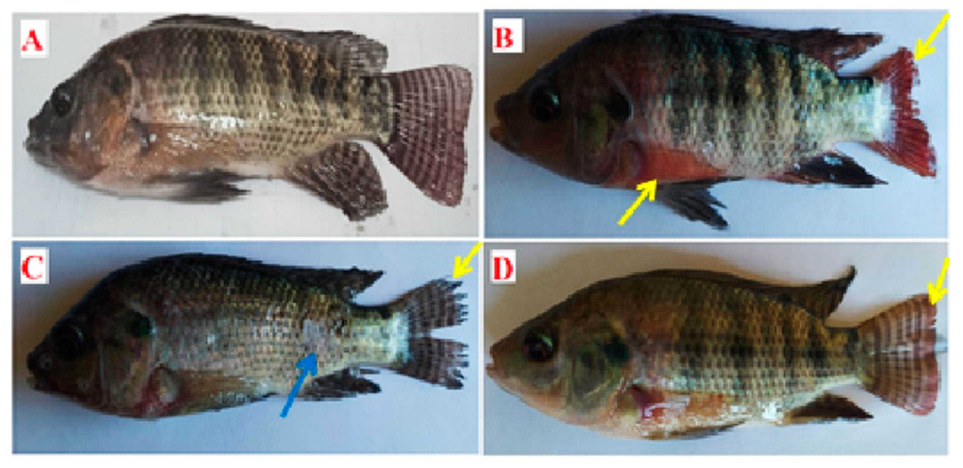 Fishes 08 00199 g002