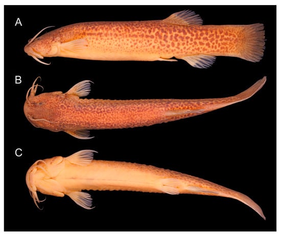 Fishes 08 00206 g009