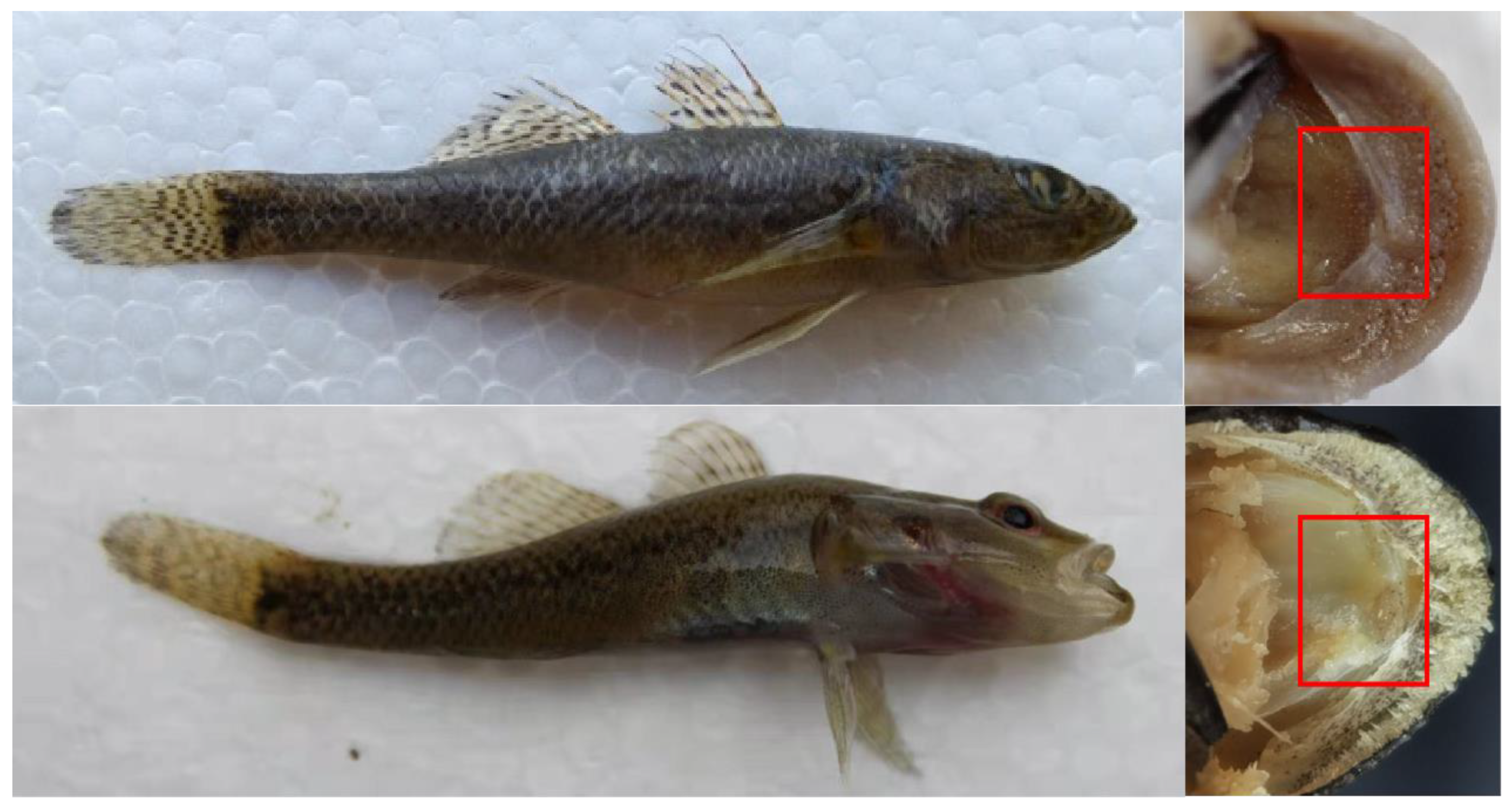 Fishes 08 00228 g002 Fishes 08 00228 g002