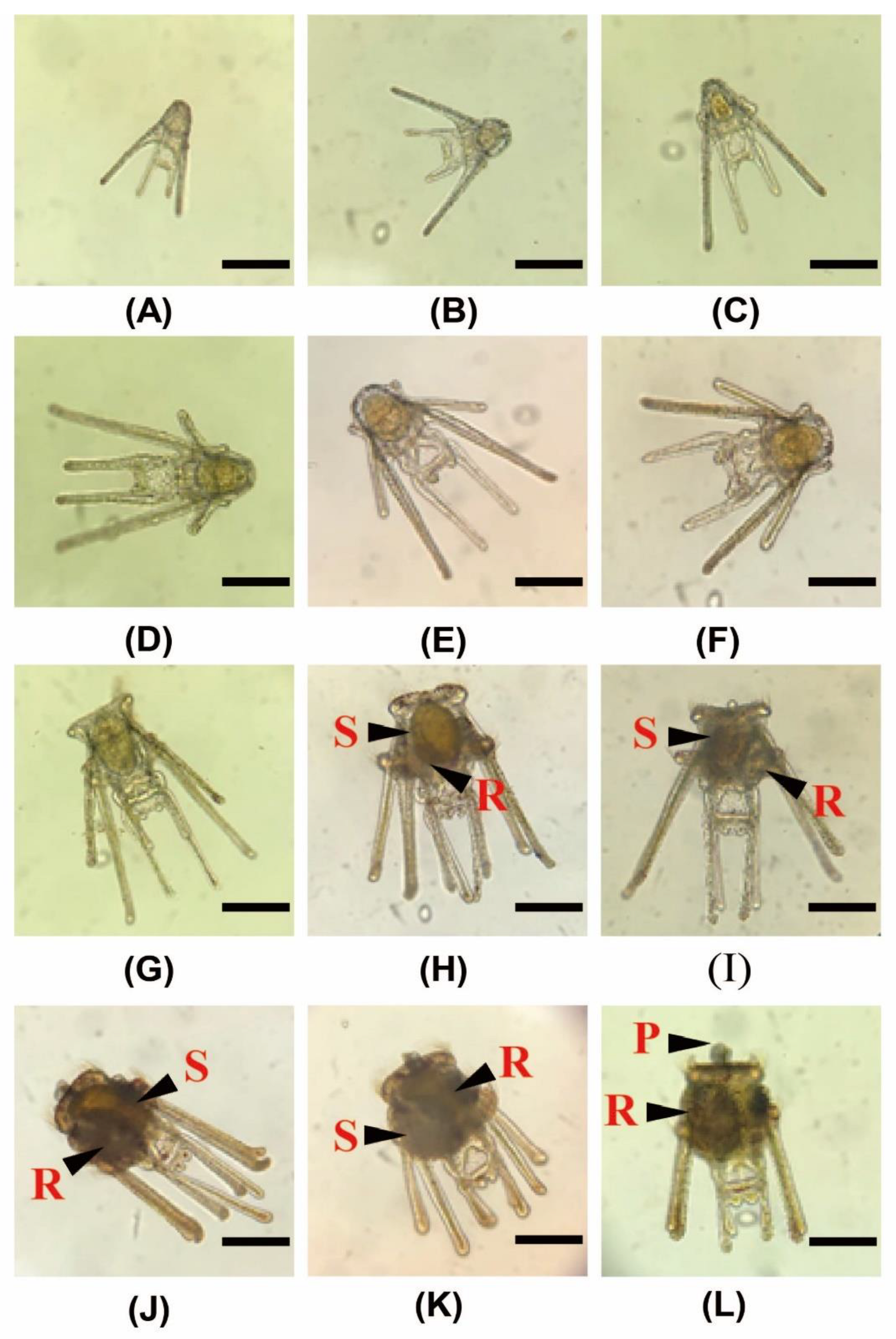 Fishes 08 00278 g006