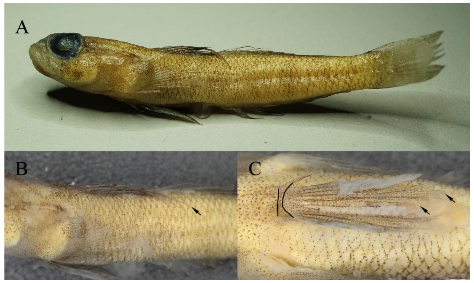 Fishes 08 00331 g002