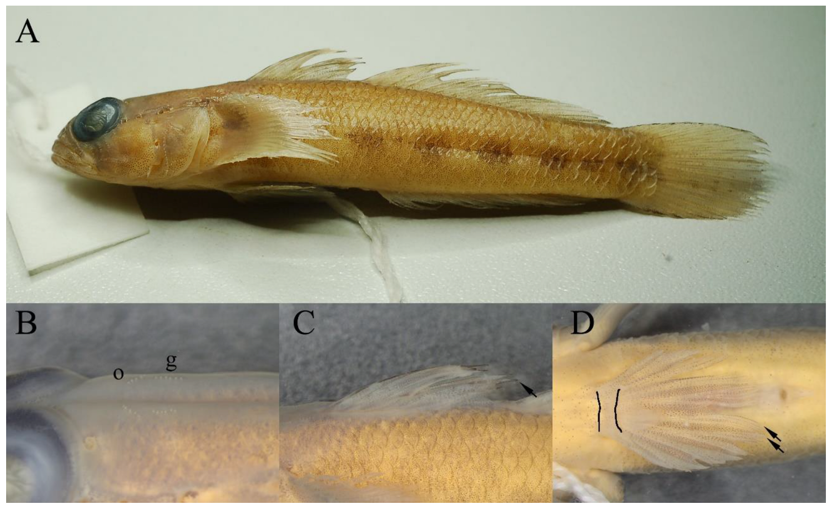 Fishes 08 00331 g003