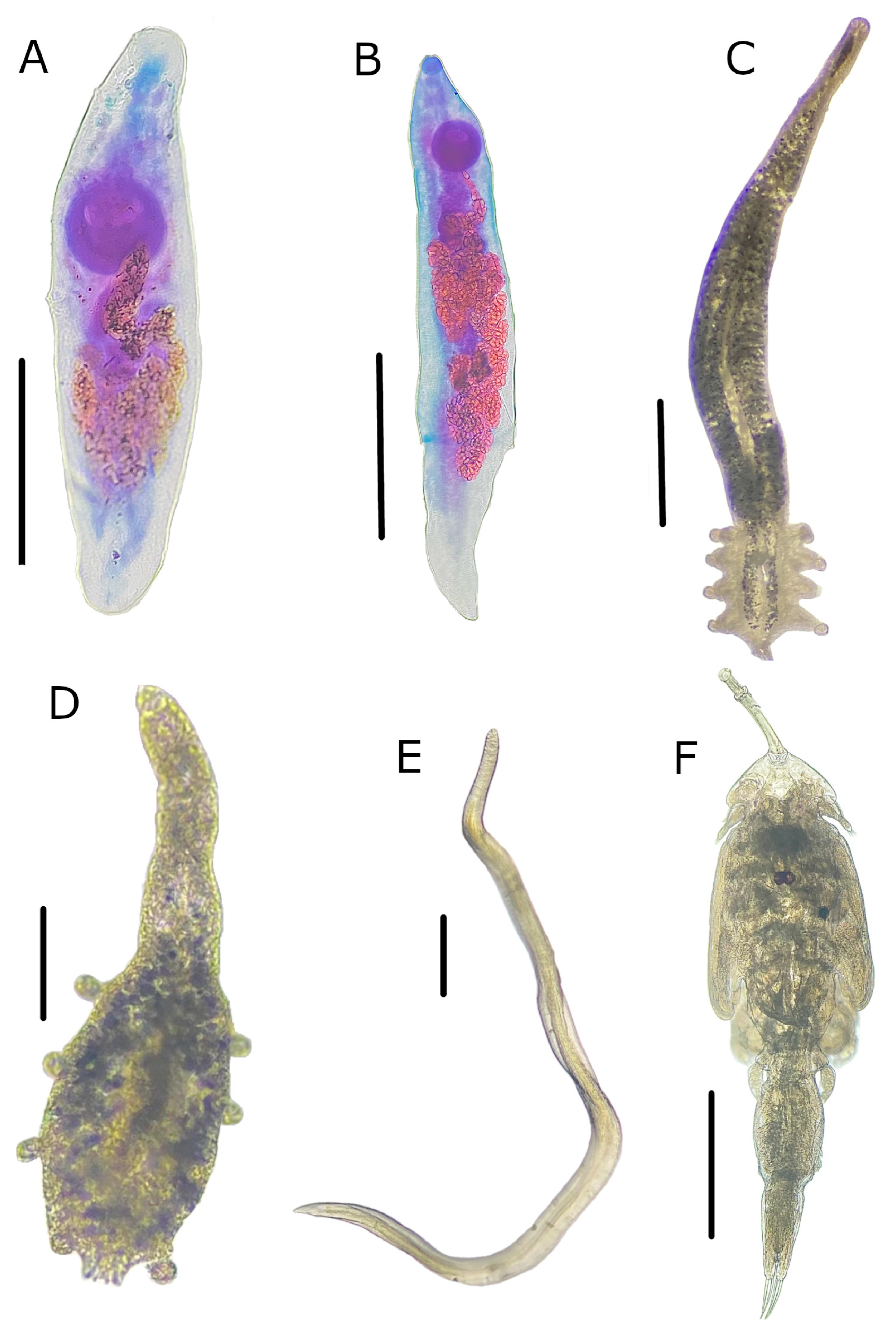 Fishes 08 00336 g003 Fishes 08 00336 g003