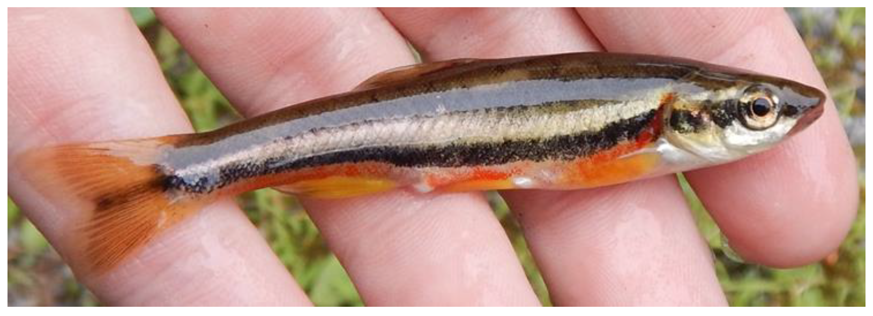 Fishes 08 00365 g001 Fishes 08 00365 g001