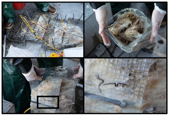 Fishes 08 00385 g0a2