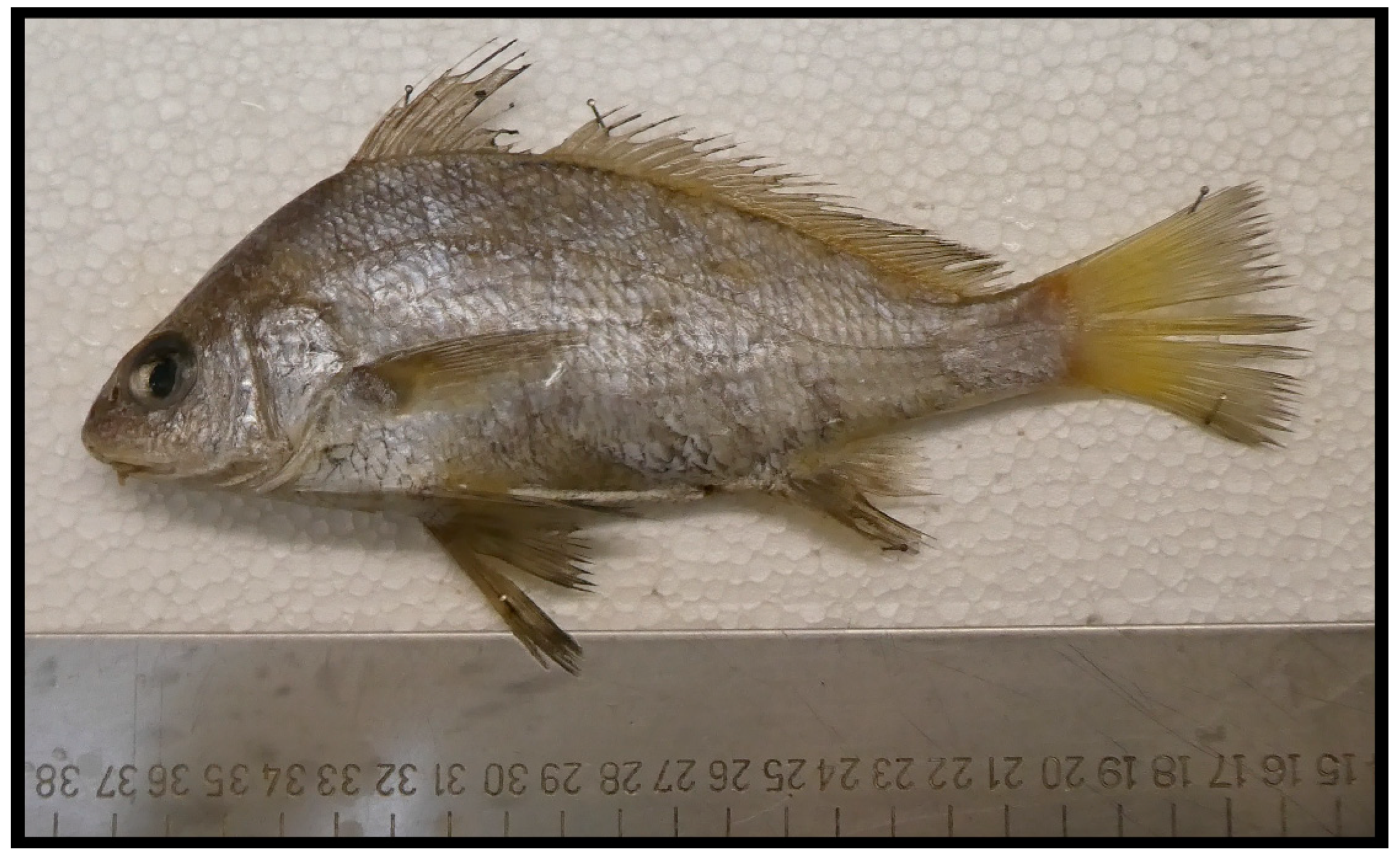 Fishes 08 00434 g002