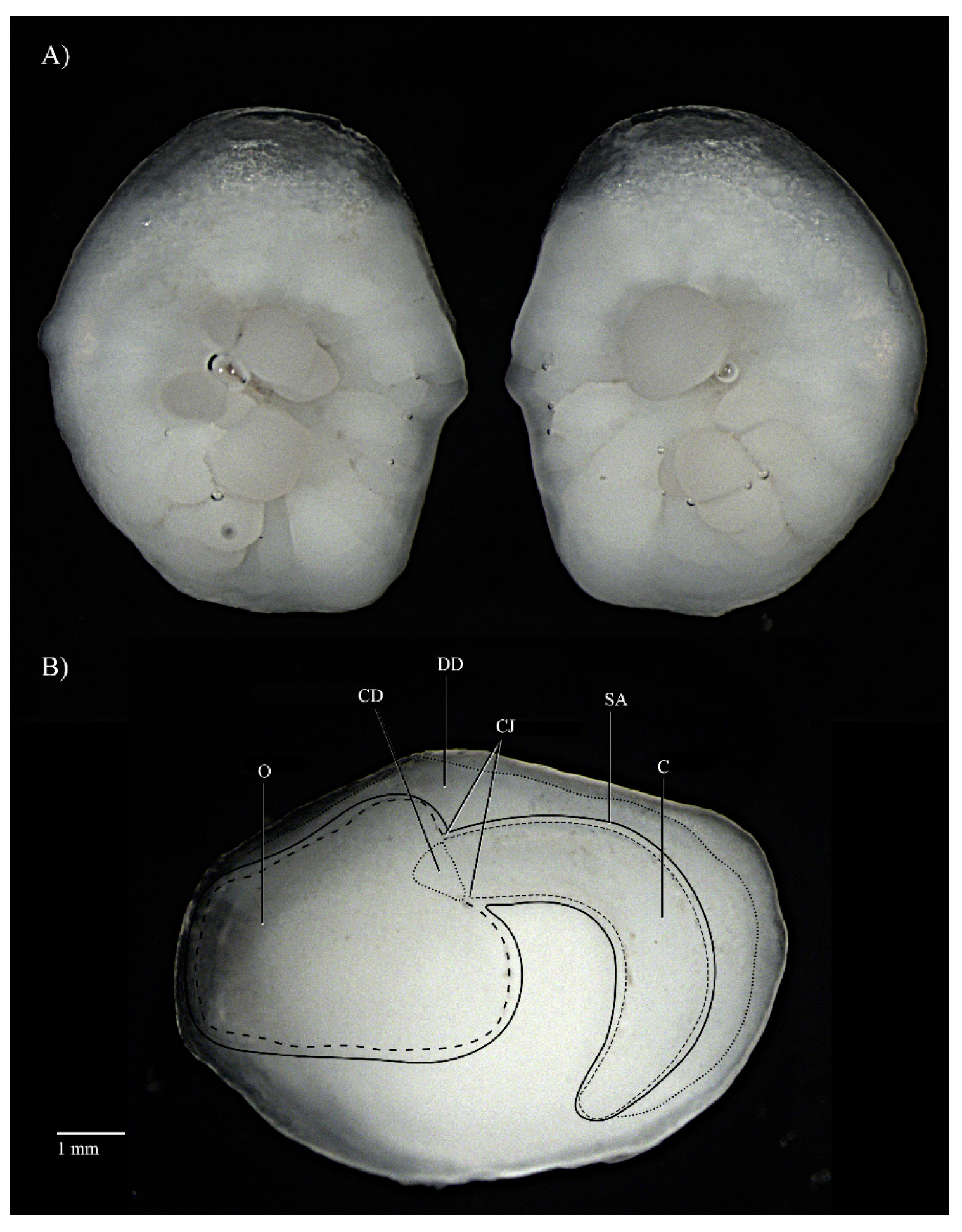 Fishes 08 00434 g003