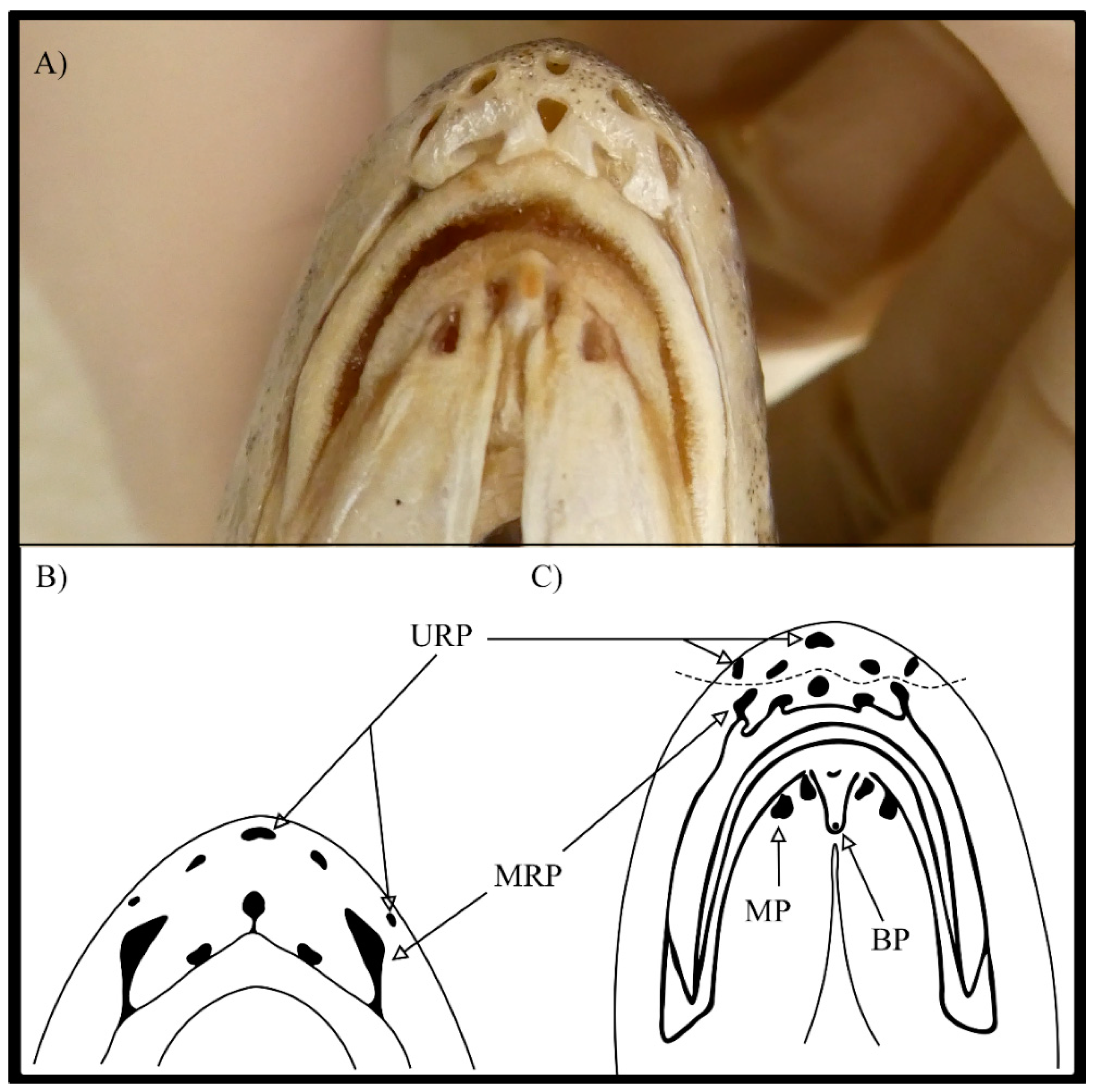 Fishes 08 00434 g005
