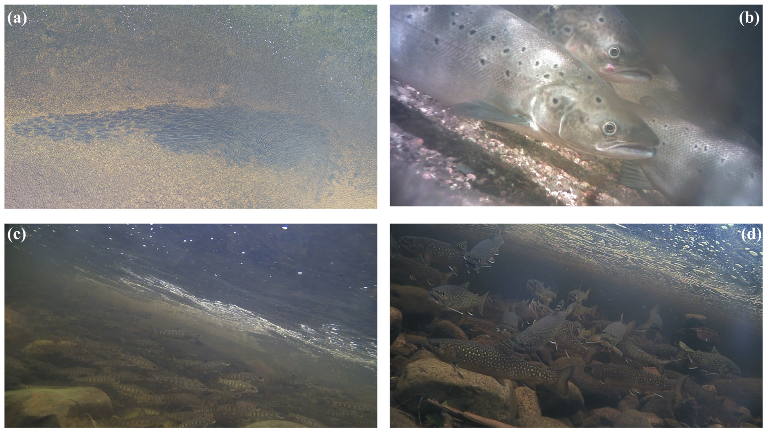 Fishes 08 00471 g005