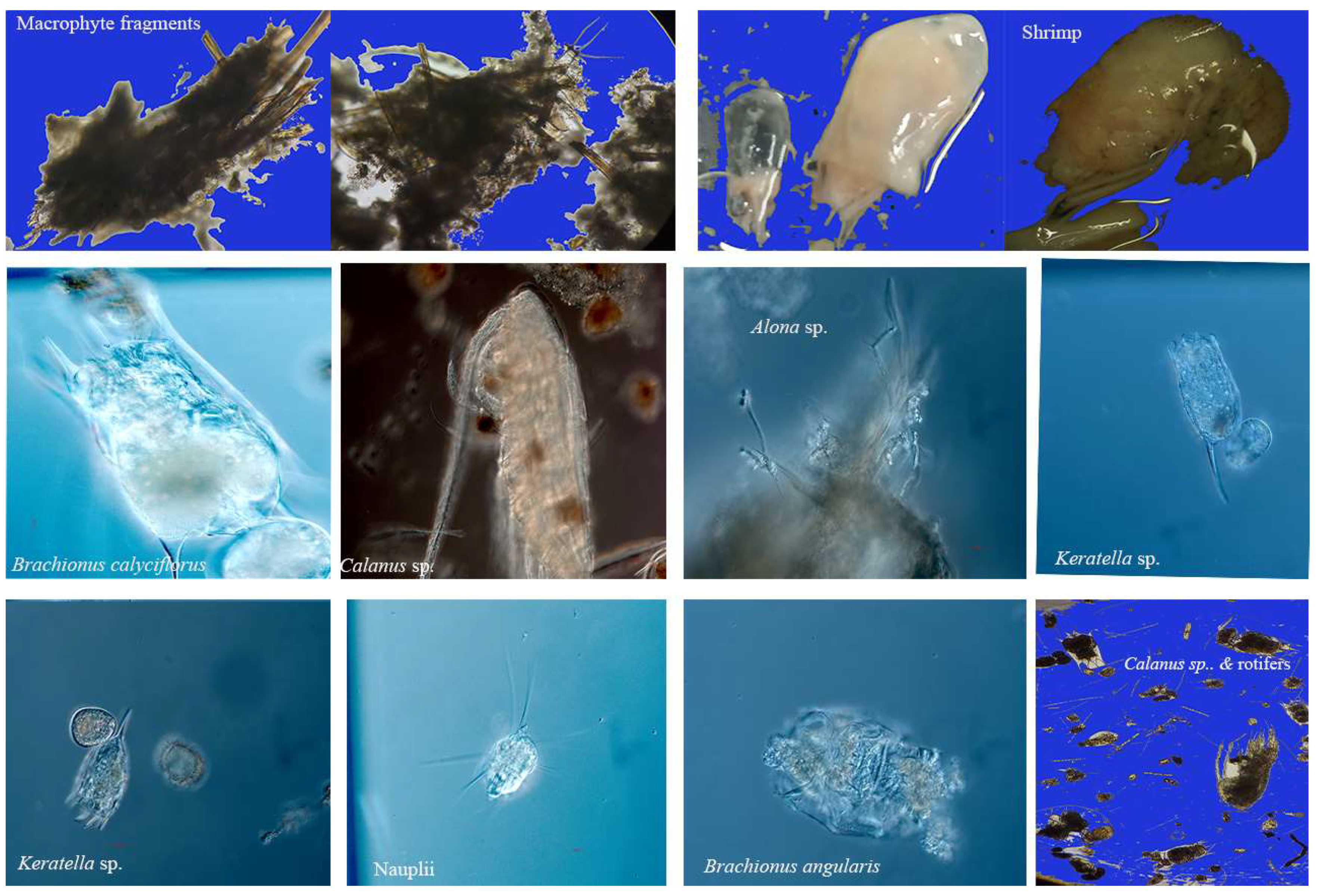 Fishes 08 00501 g002