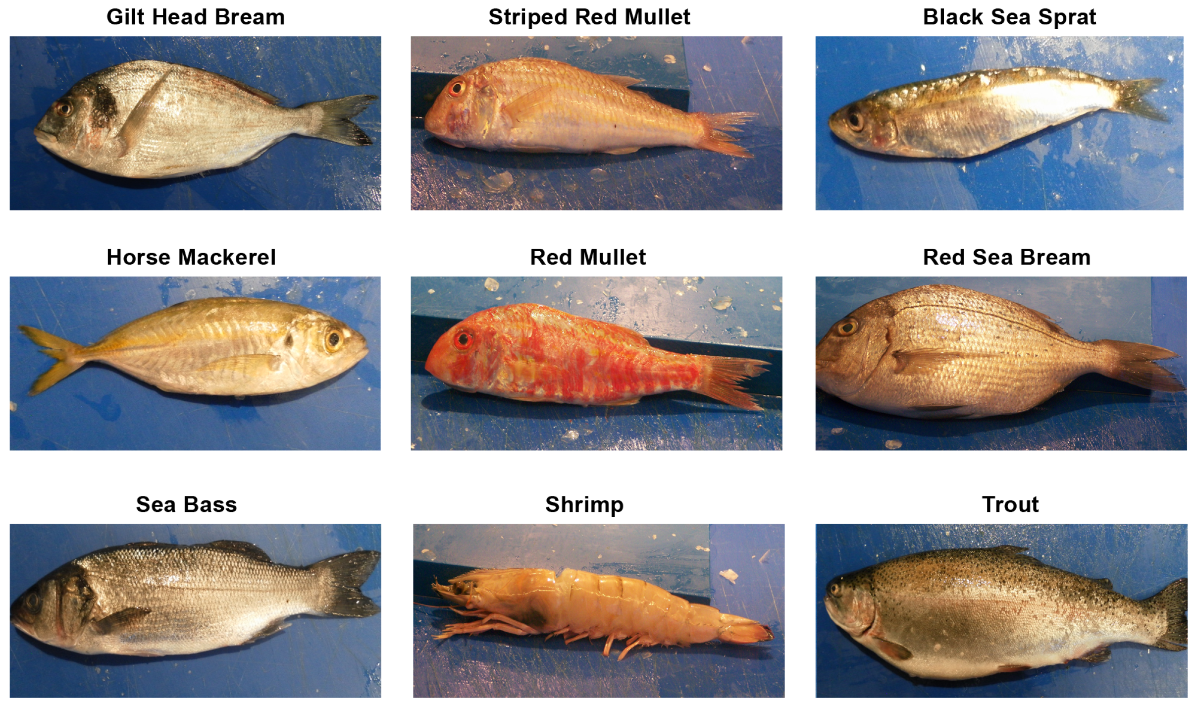 Fishes 08 00514 g001