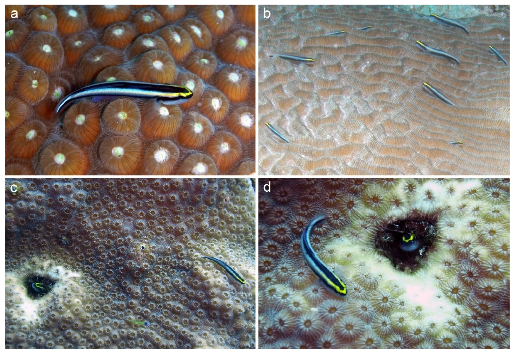 Fishes 08 00531 g001