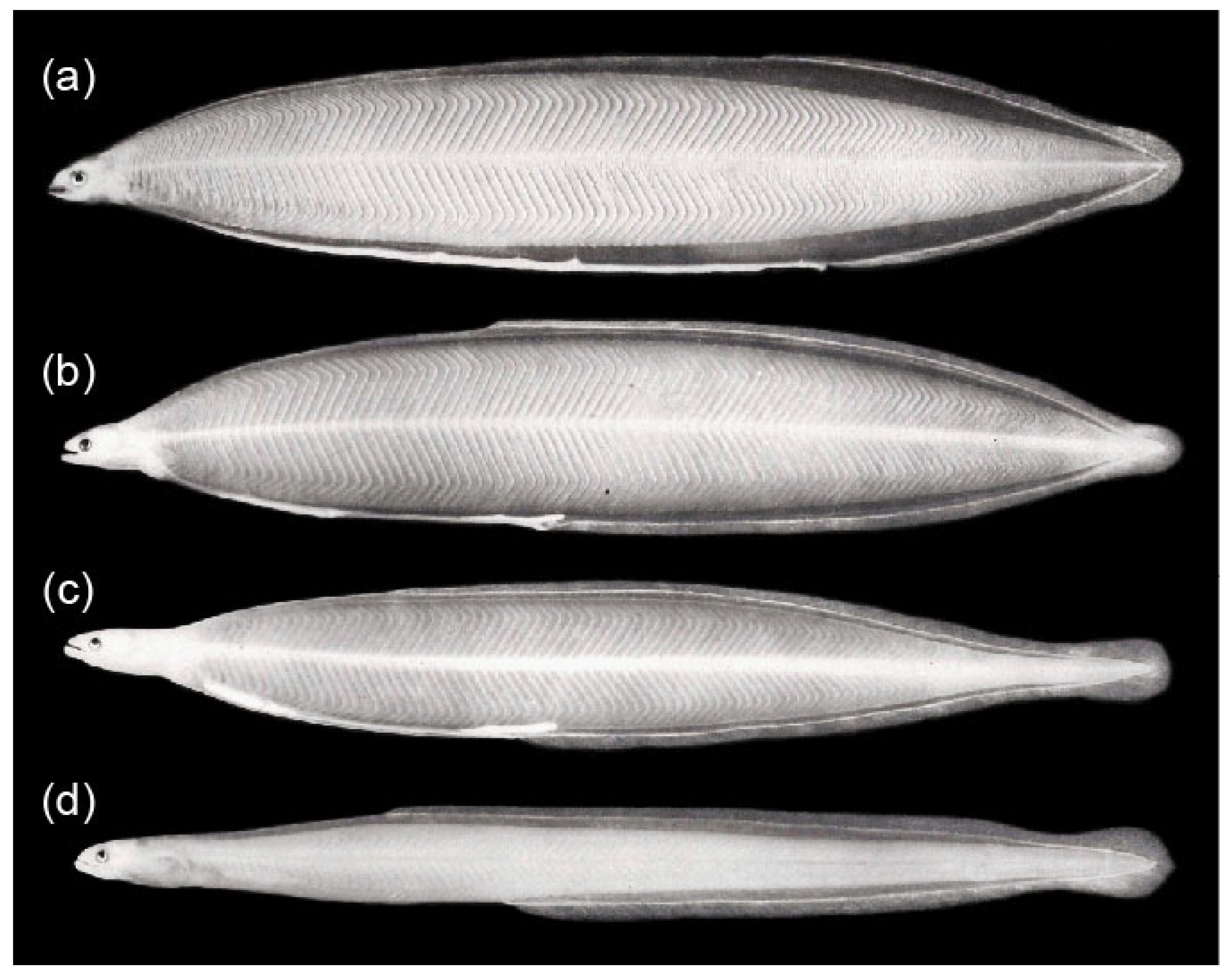 Fishes 08 00548 g001 Fishes 08 00548 g001